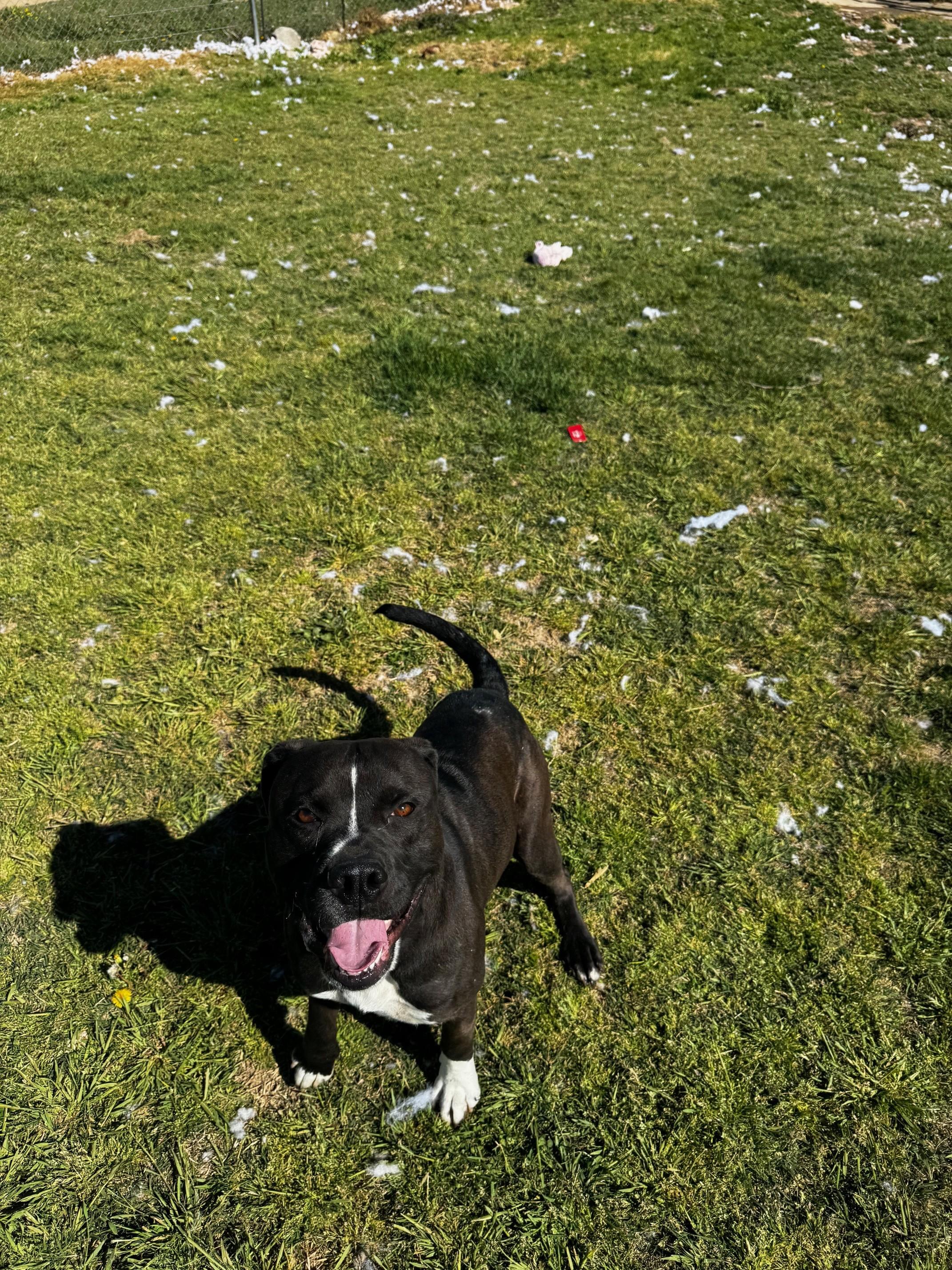 Dax, a Adoptable American Staffordshire Terrier in Tullahoma, TN image 6/6