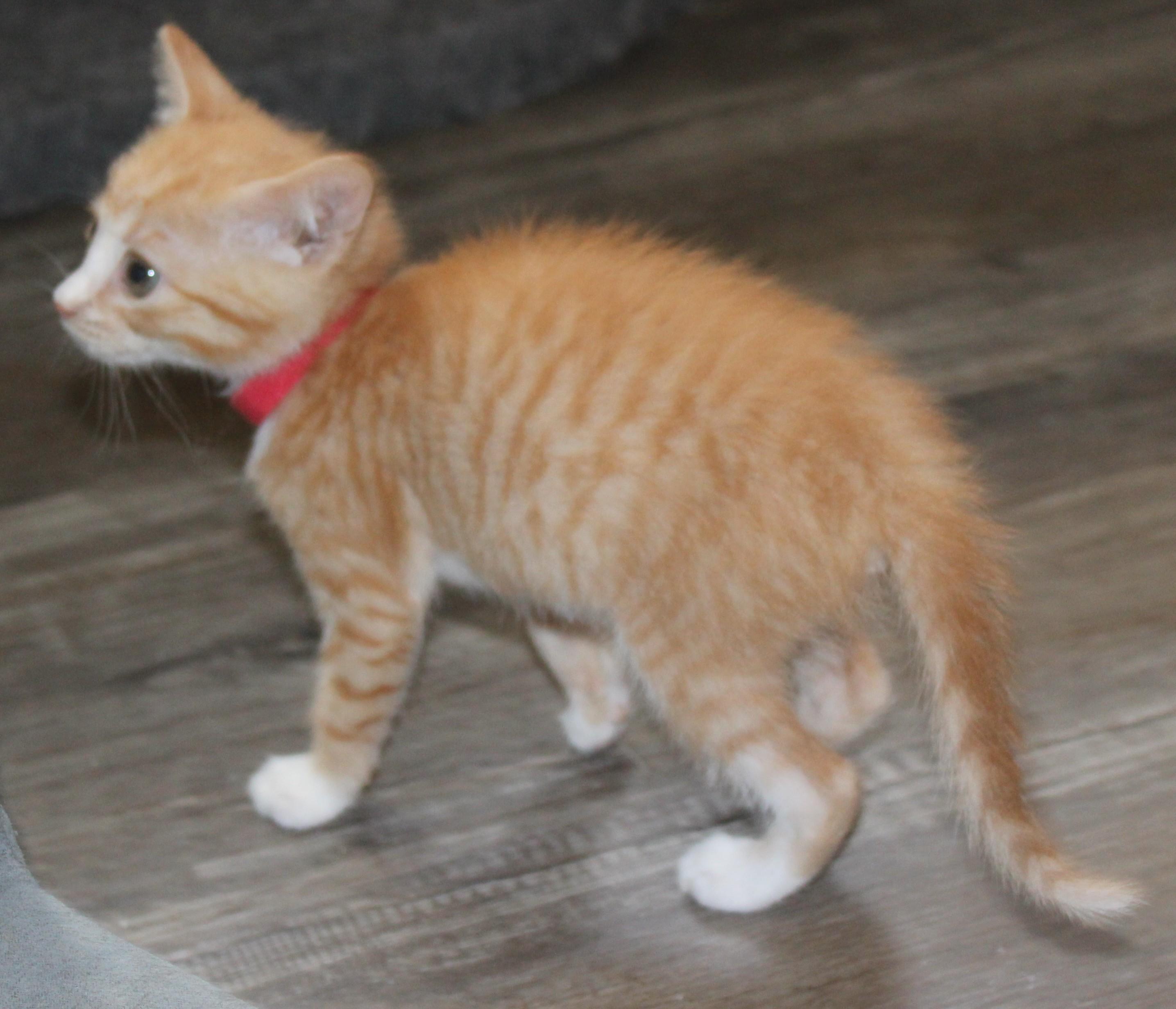 Clover thumbnail 2