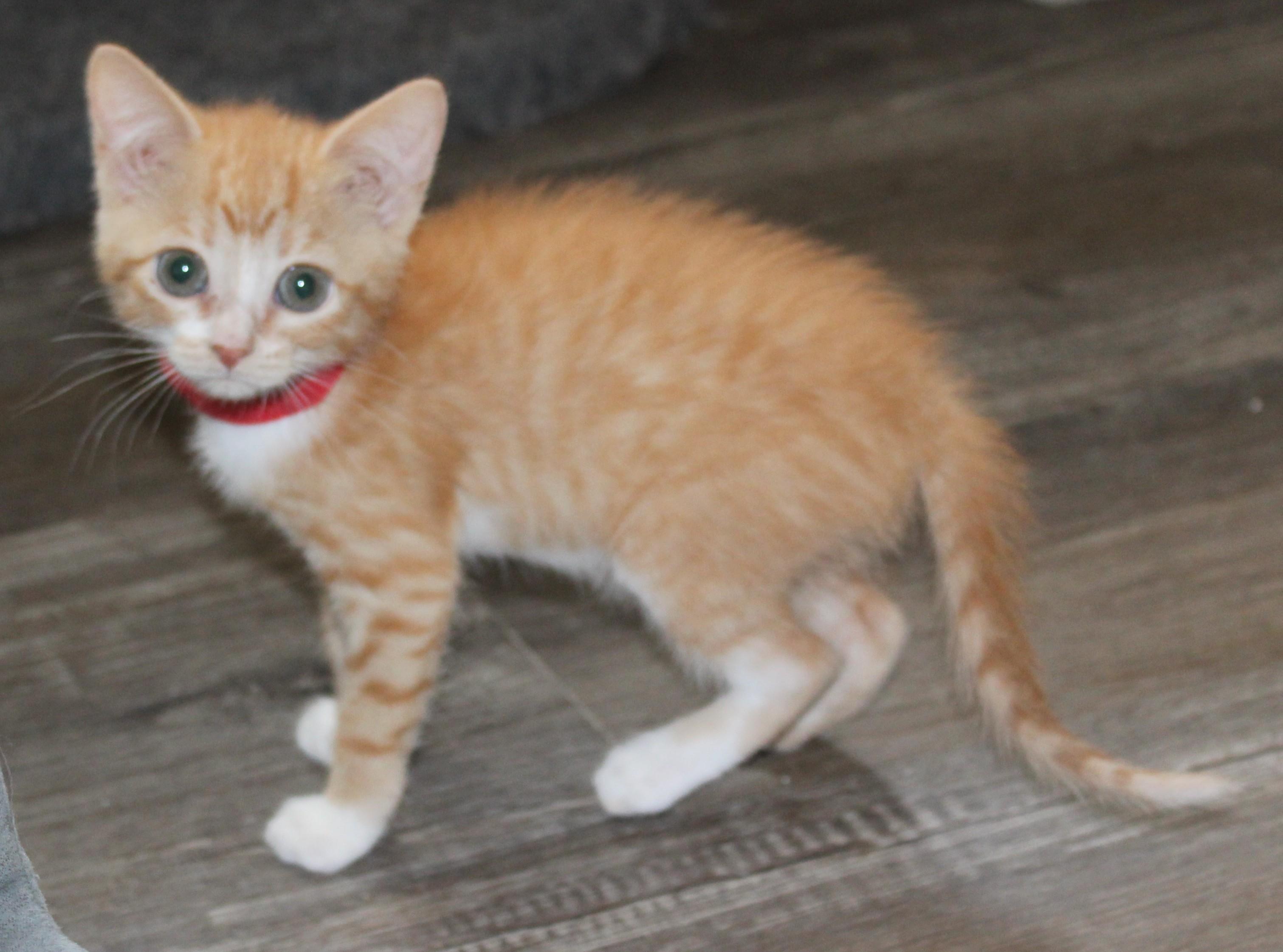 Clover thumbnail 1