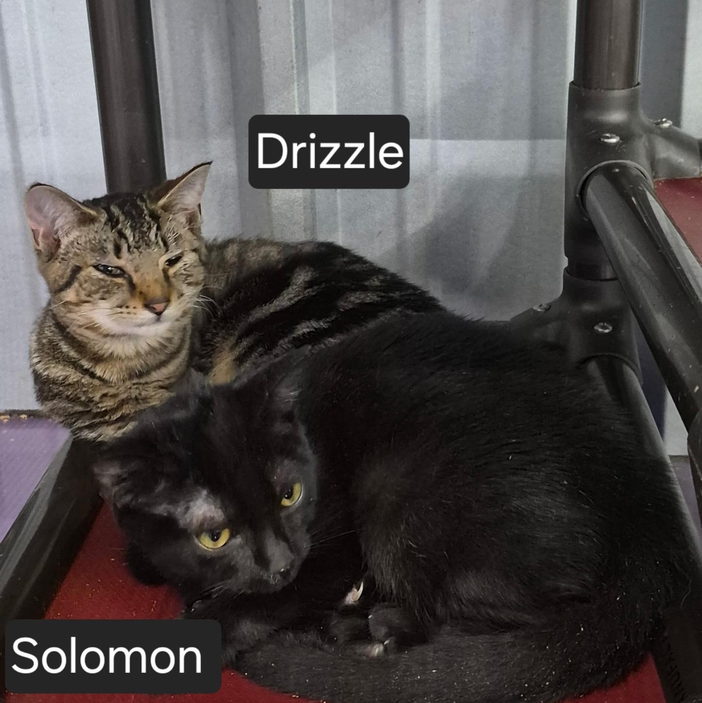 Enlarge Drizzle & Solomon, a Adoptable Domestic Short Hair in SNOW HILL, NC image 1/1
