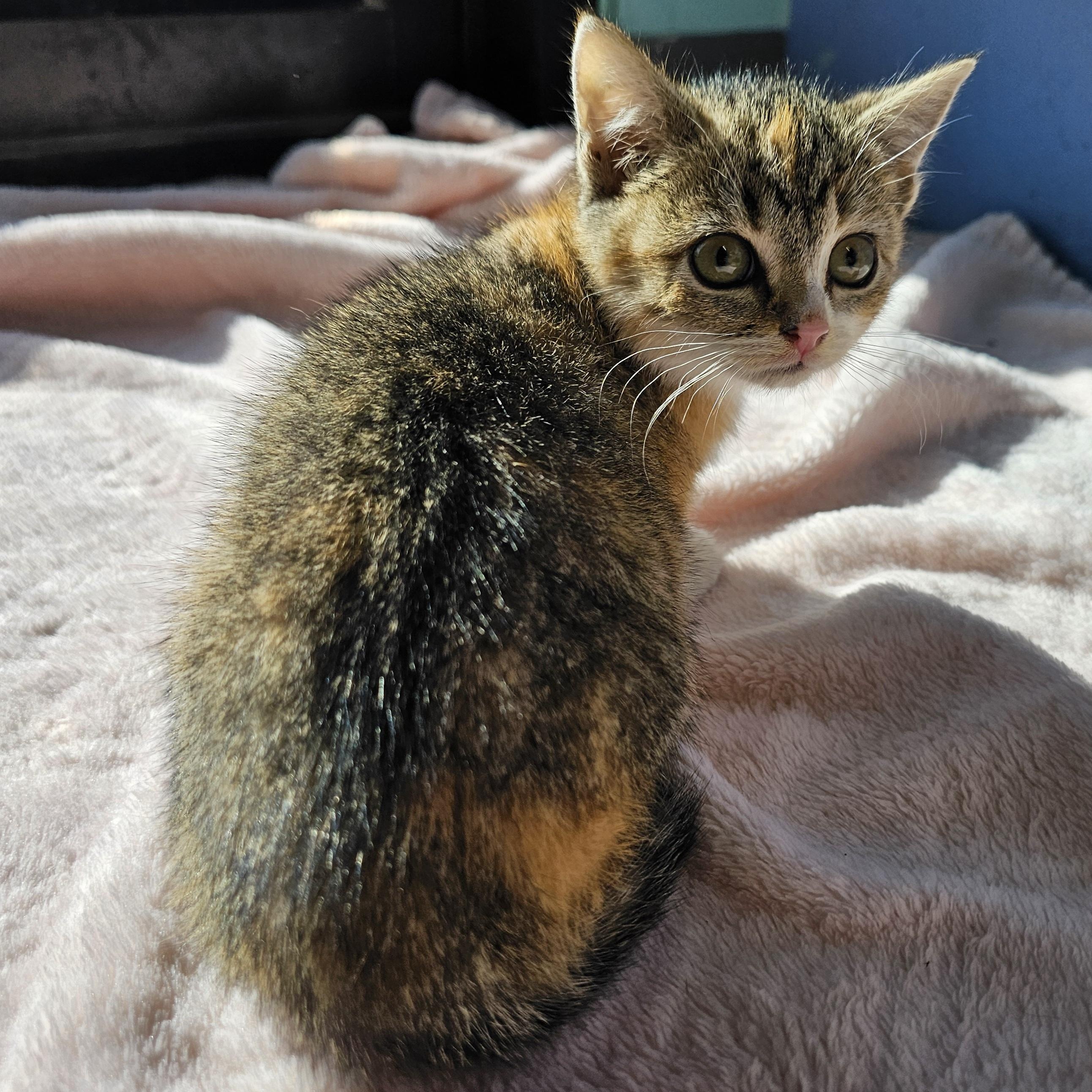 Enlarge Tweed, an adopted Domestic Short Hair in Lowell, AR image 1/1