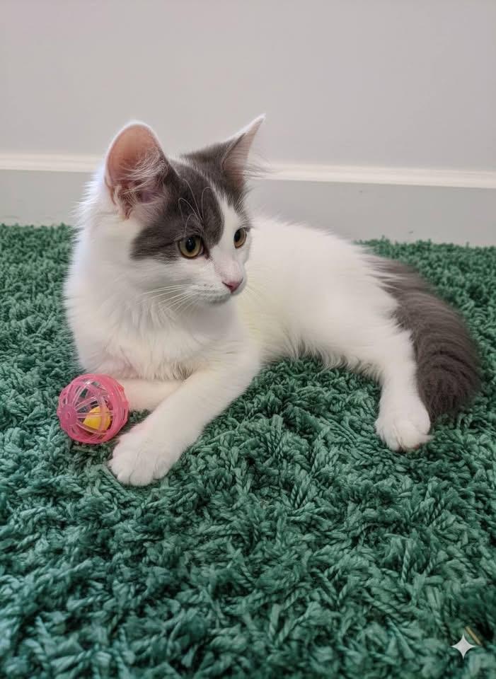 Enlarge Bristol, an adopted Domestic Long Hair in Saginaw, MI image 3/3