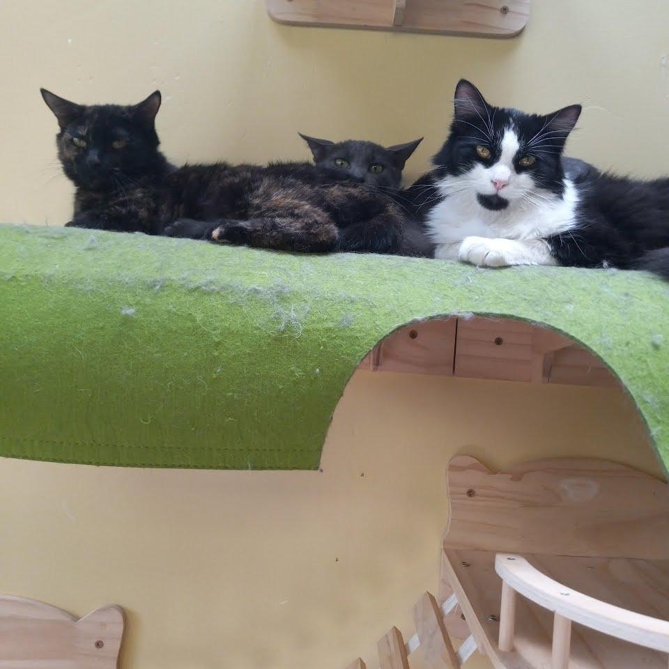 Madison, Adoptable, Young Female Domestic Short Hair.