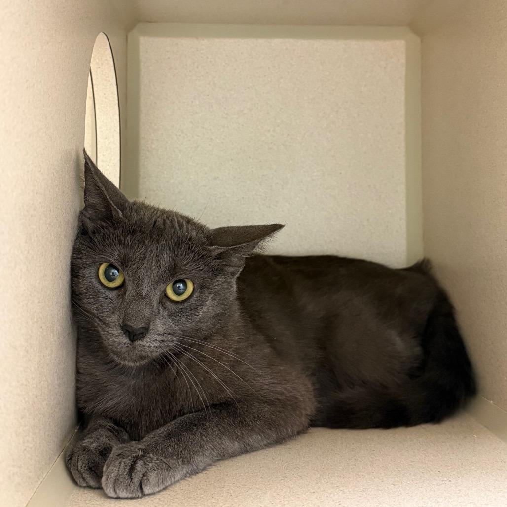 Madison, a Adoptable Domestic Short Hair in Durango, CO image 2/3