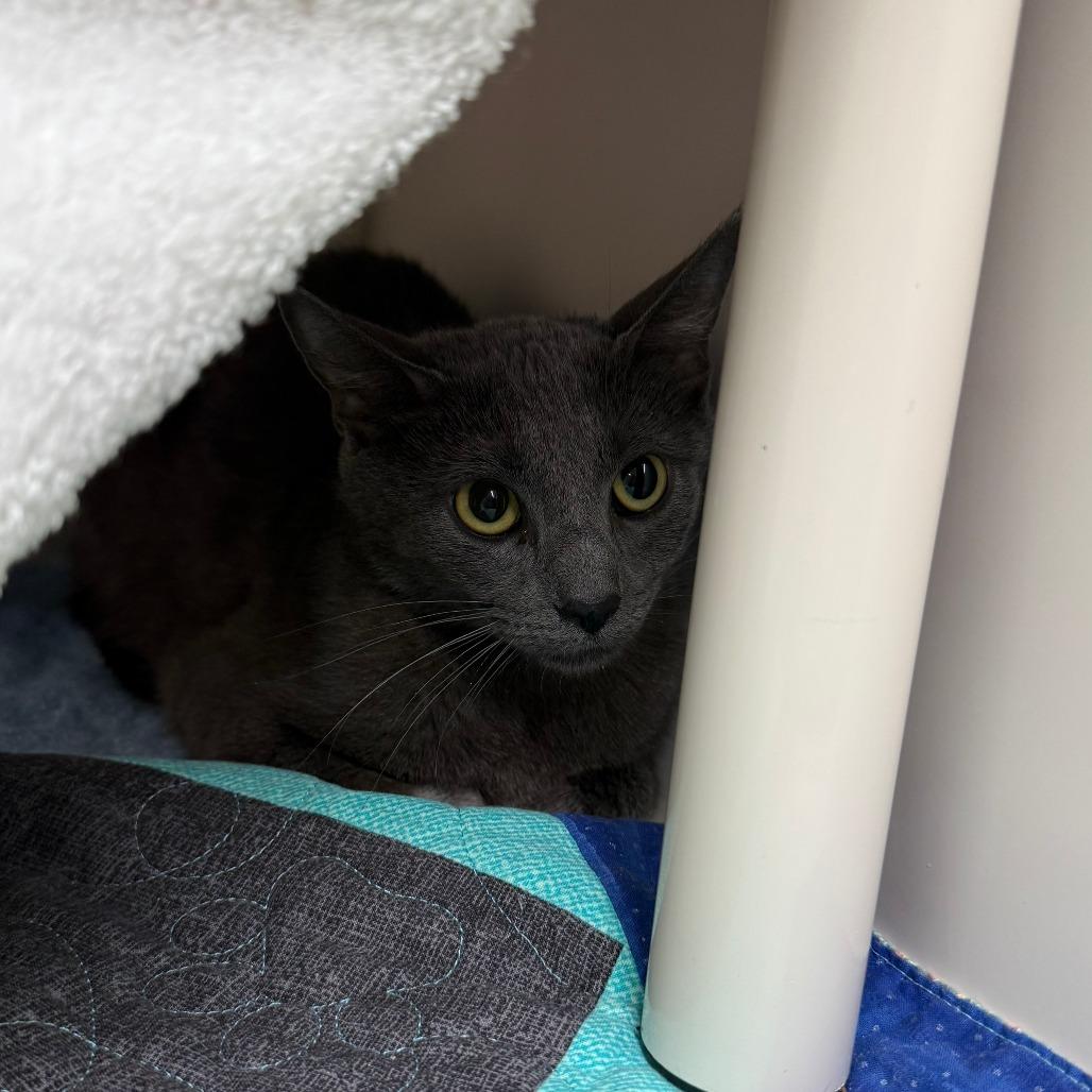 Madison, a Adoptable Domestic Short Hair in Durango, CO image 3/3