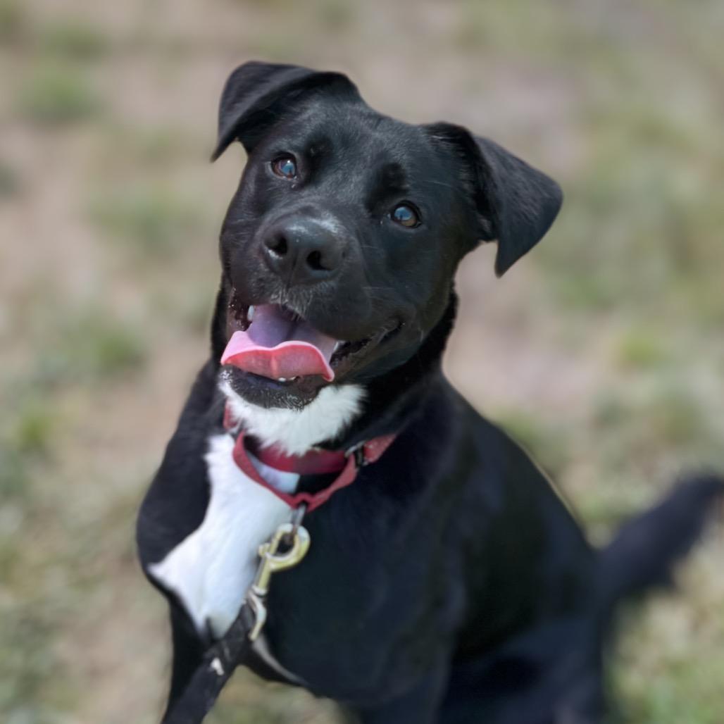 Ginger, a Adoptable mixed breed in Nashville, IN image 1/6
