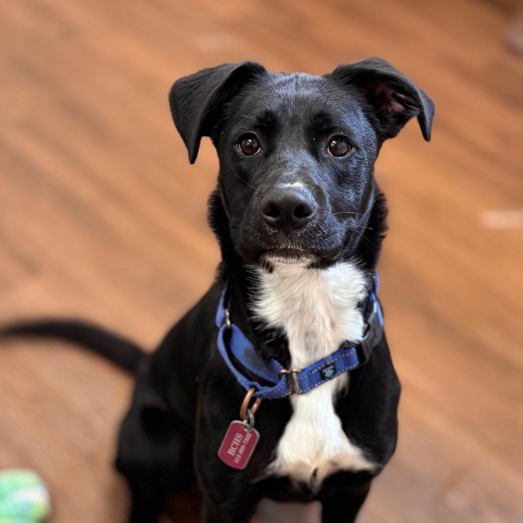 Enlarge Willow, a Adoptable mixed breed in Nashville, IN image 6/6