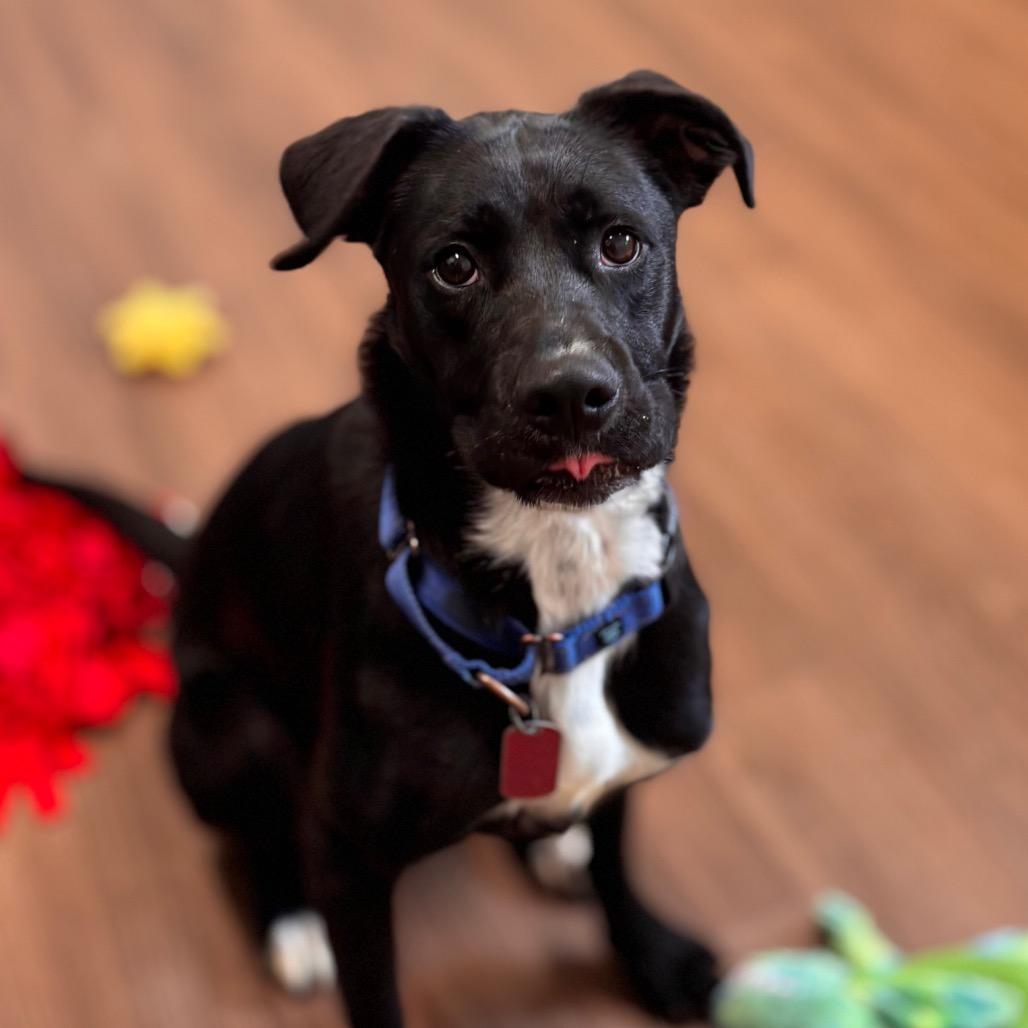 Enlarge Willow, a Adoptable mixed breed in Nashville, IN image 2/6