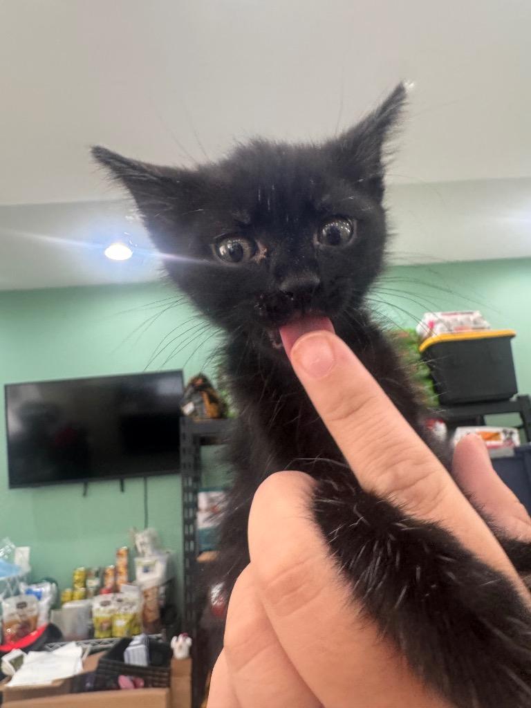 Seis, Adoptable, Kitten Female Domestic Short Hair.