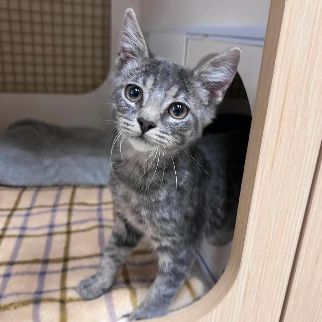 Armando, an adopted Domestic Short Hair in Sun Prairie , WI image 1/3