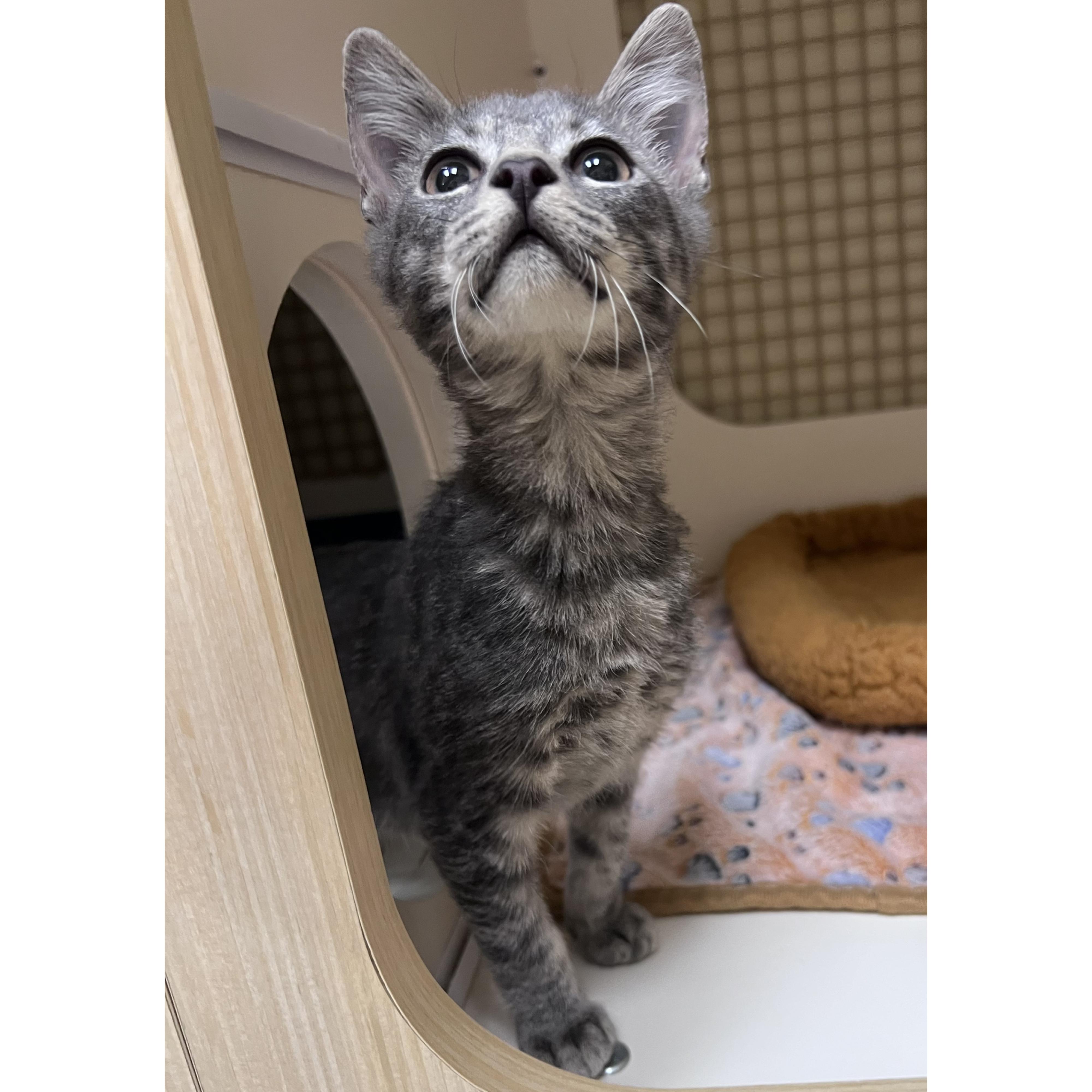 Armando, an adopted Domestic Short Hair in Sun Prairie , WI image 2/3