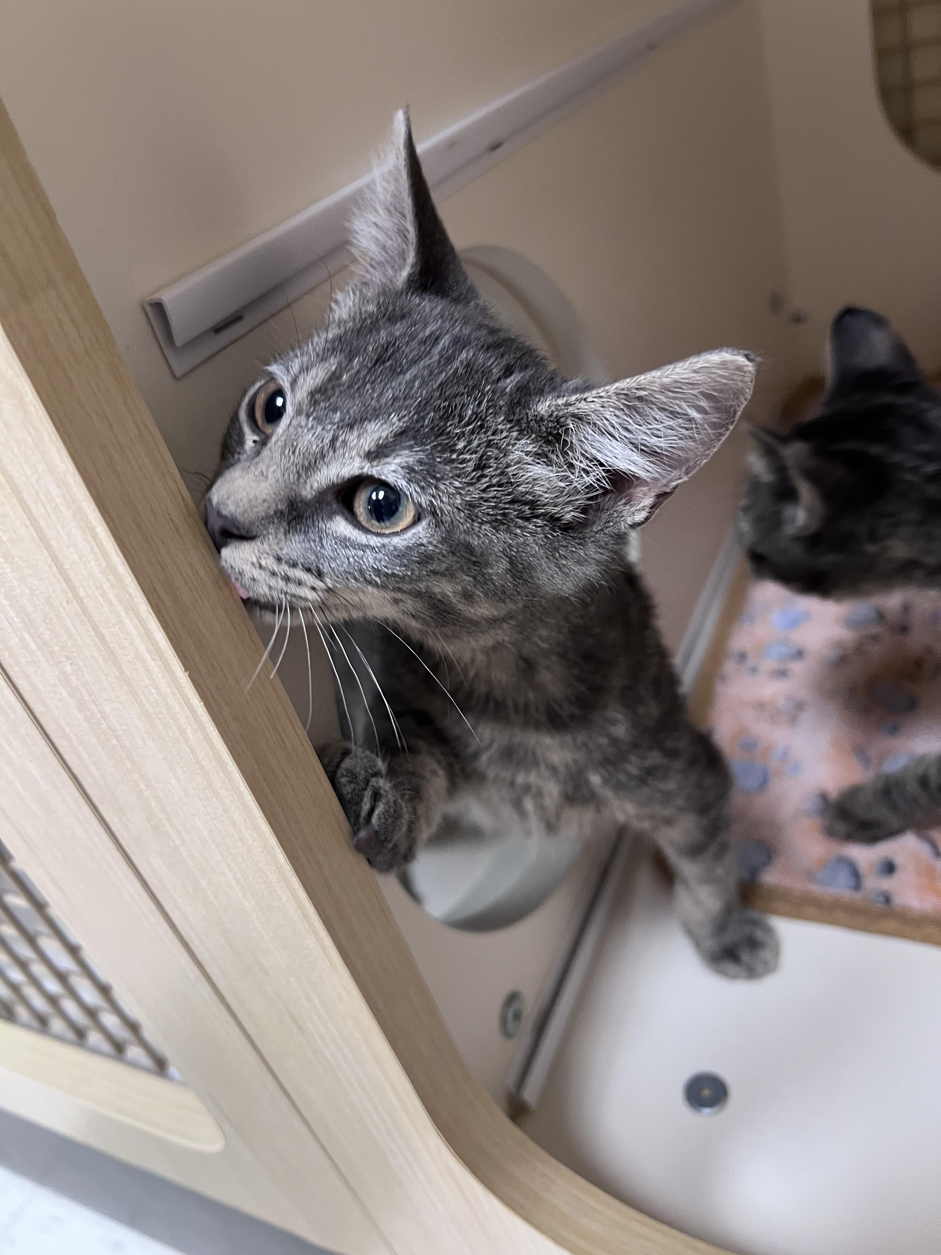 Armando, an adopted Domestic Short Hair in Sun Prairie , WI image 3/3