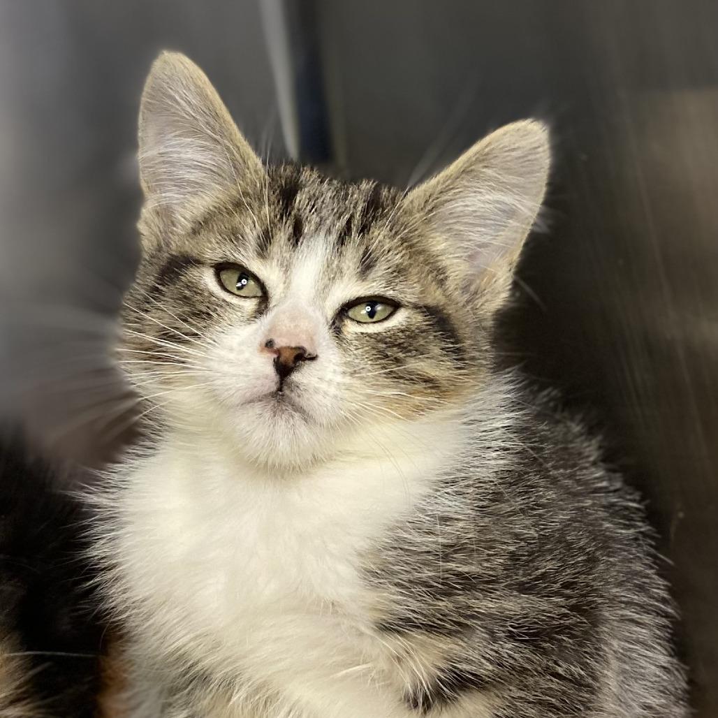 Enlarge Thai Tea, a Adoptable Domestic Short Hair in Palm Springs, CA image 1/2