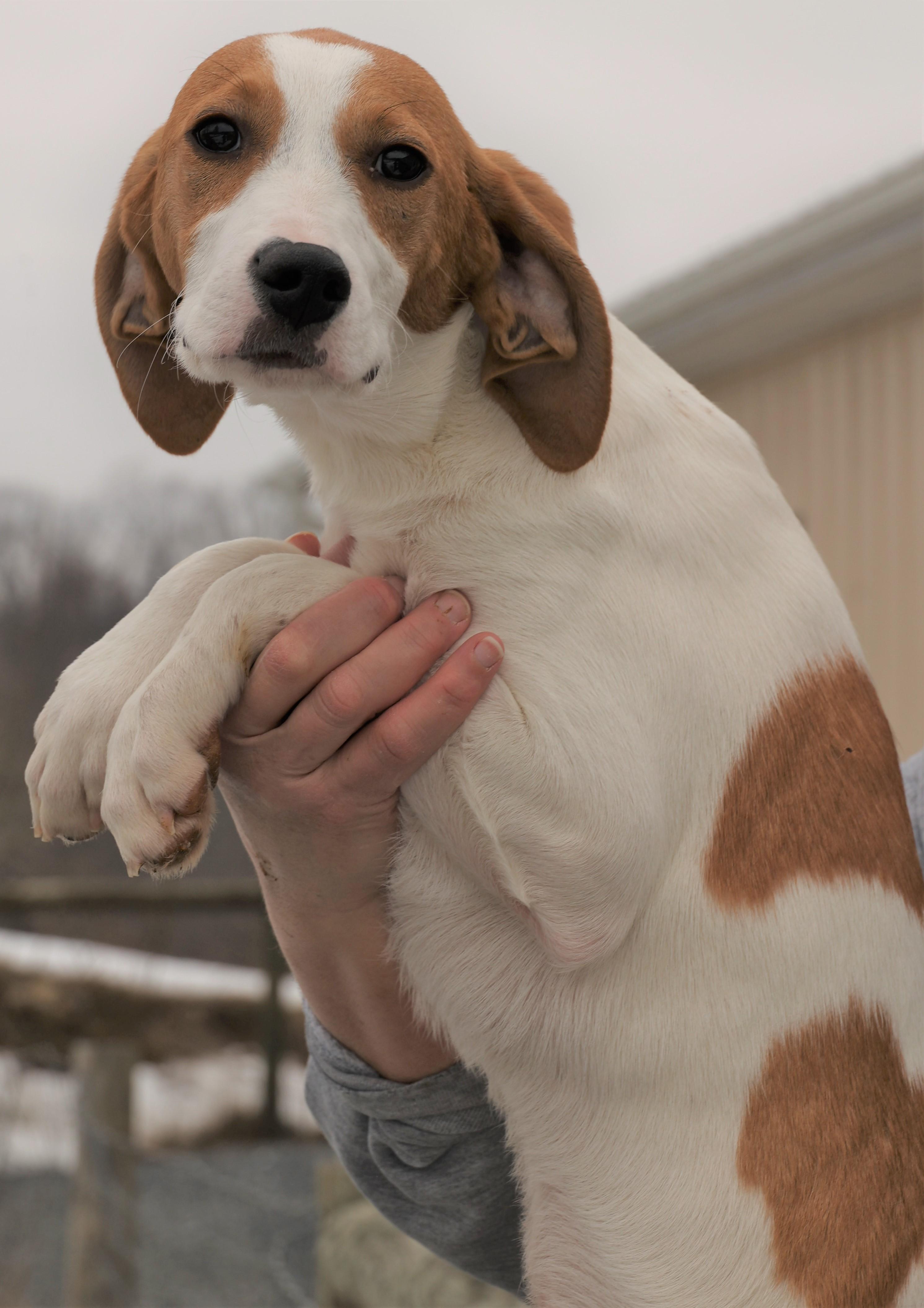 Enlarge 2026Hugo, an adopted mixed breed in Frederick, MD image 3/5