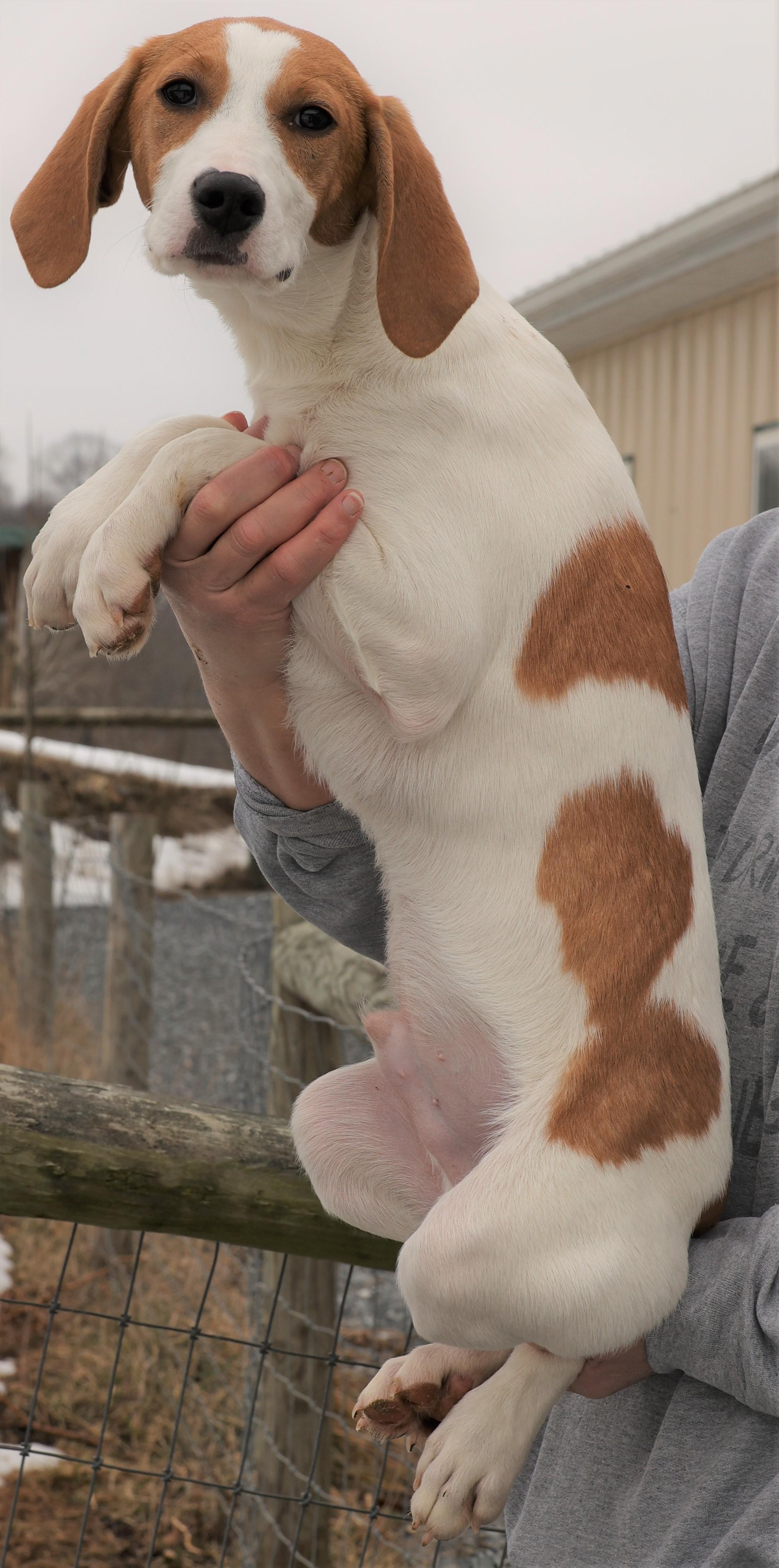 Enlarge 2026Hugo, an adopted mixed breed in Frederick, MD image 4/5