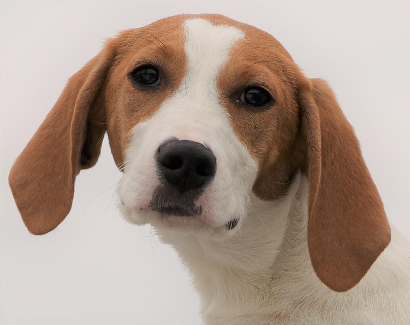 Enlarge 2026Hugo, an adopted mixed breed in Frederick, MD image 1/5