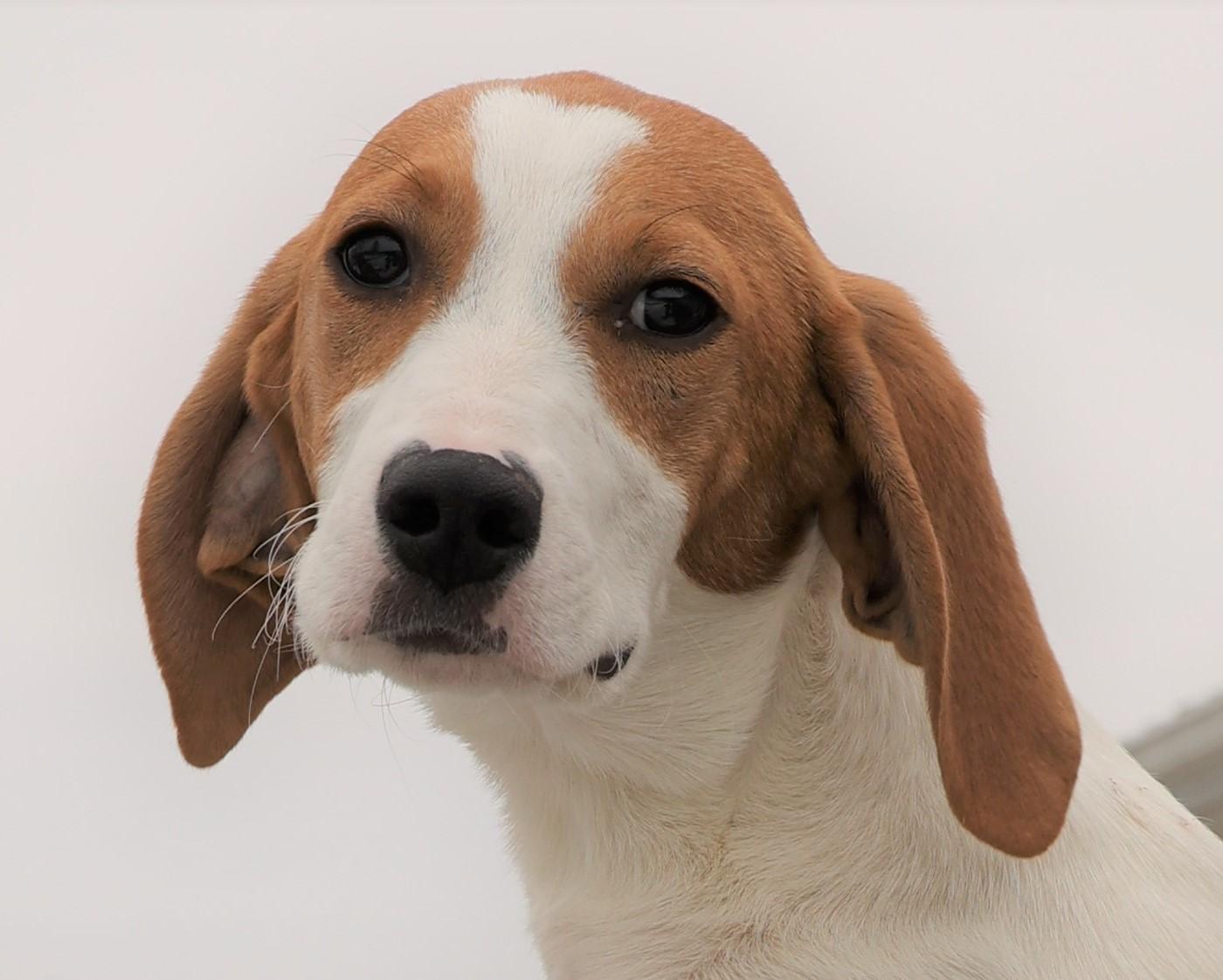 Enlarge 2026Hugo, an adopted mixed breed in Frederick, MD image 2/5