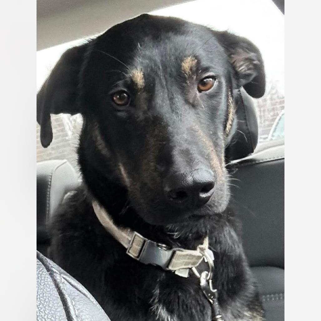 Enlarge Stellar, a Adoptable German Shepherd Dog in Prospect, KY image 1/2