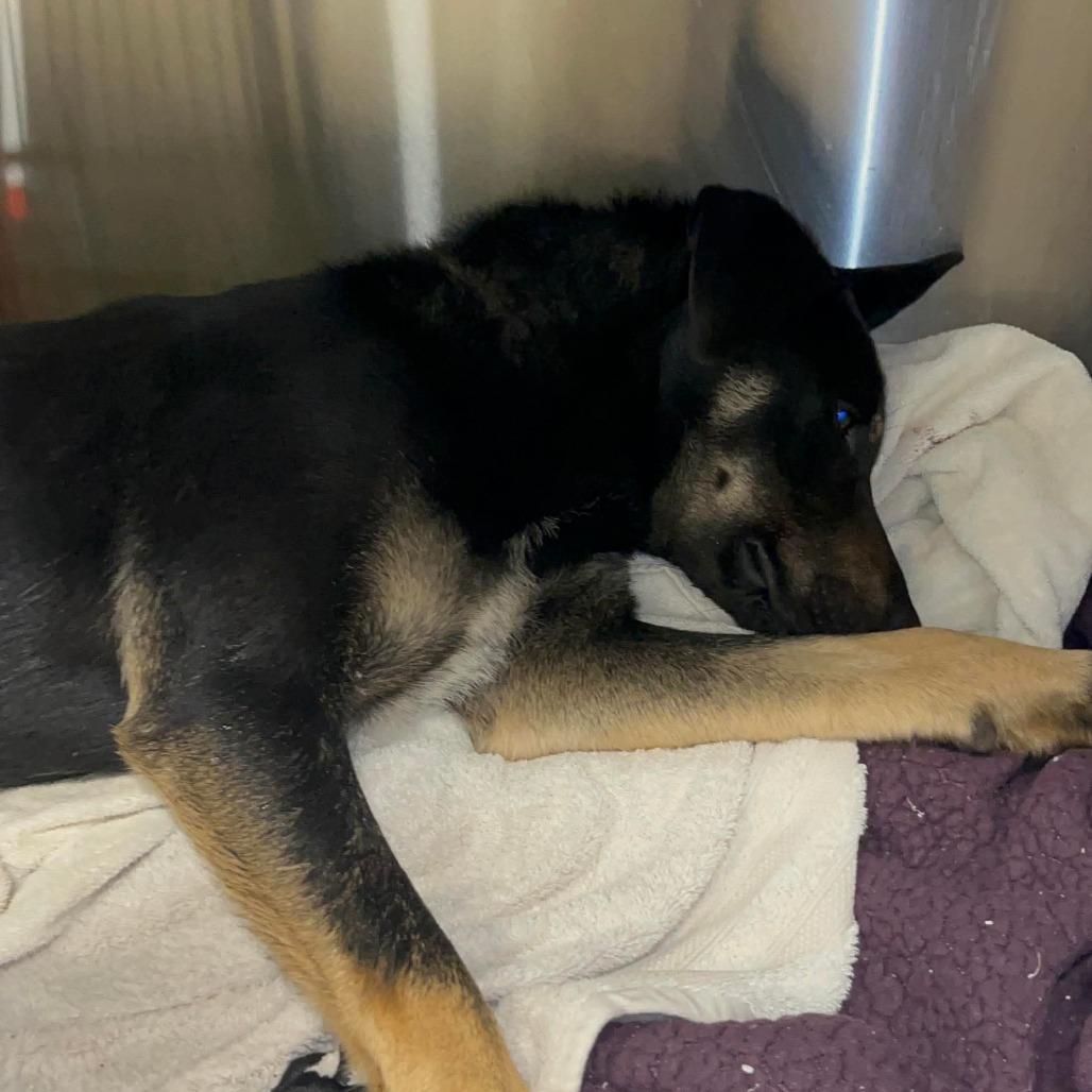 Enlarge Stellar, a Adoptable German Shepherd Dog in Prospect, KY image 2/2