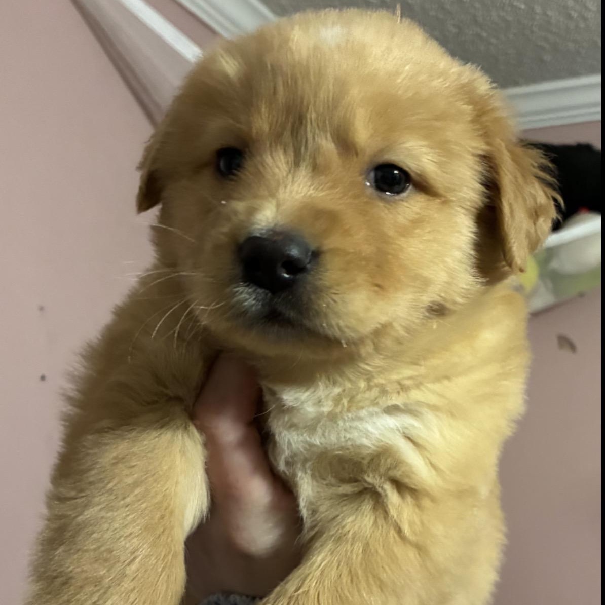 Cherie, Adoptable, Puppy Female Golden Retriever & Border Collie.