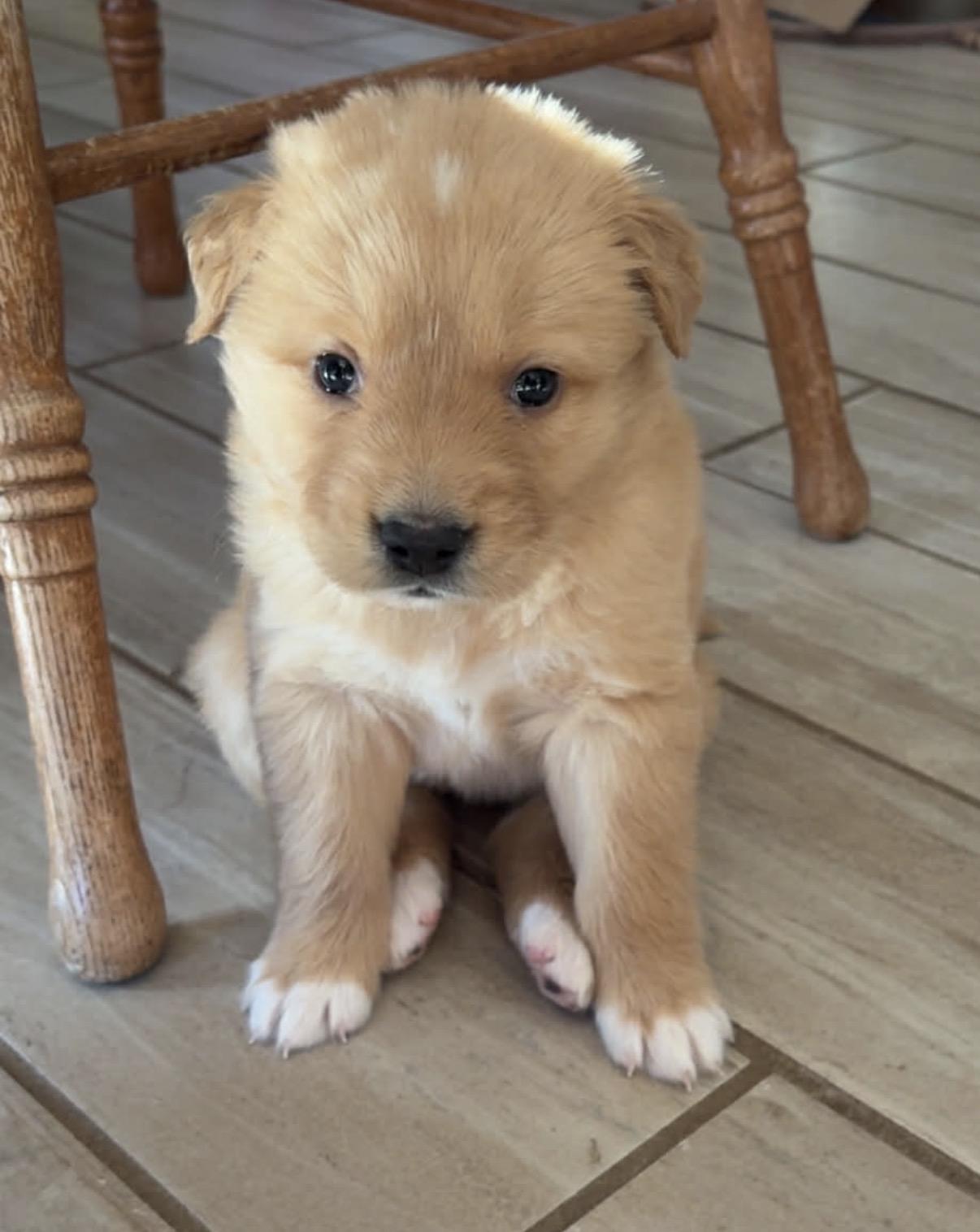 Enlarge Cherie, a Adoptable mixed breed in Hamilton , NJ image 2/2