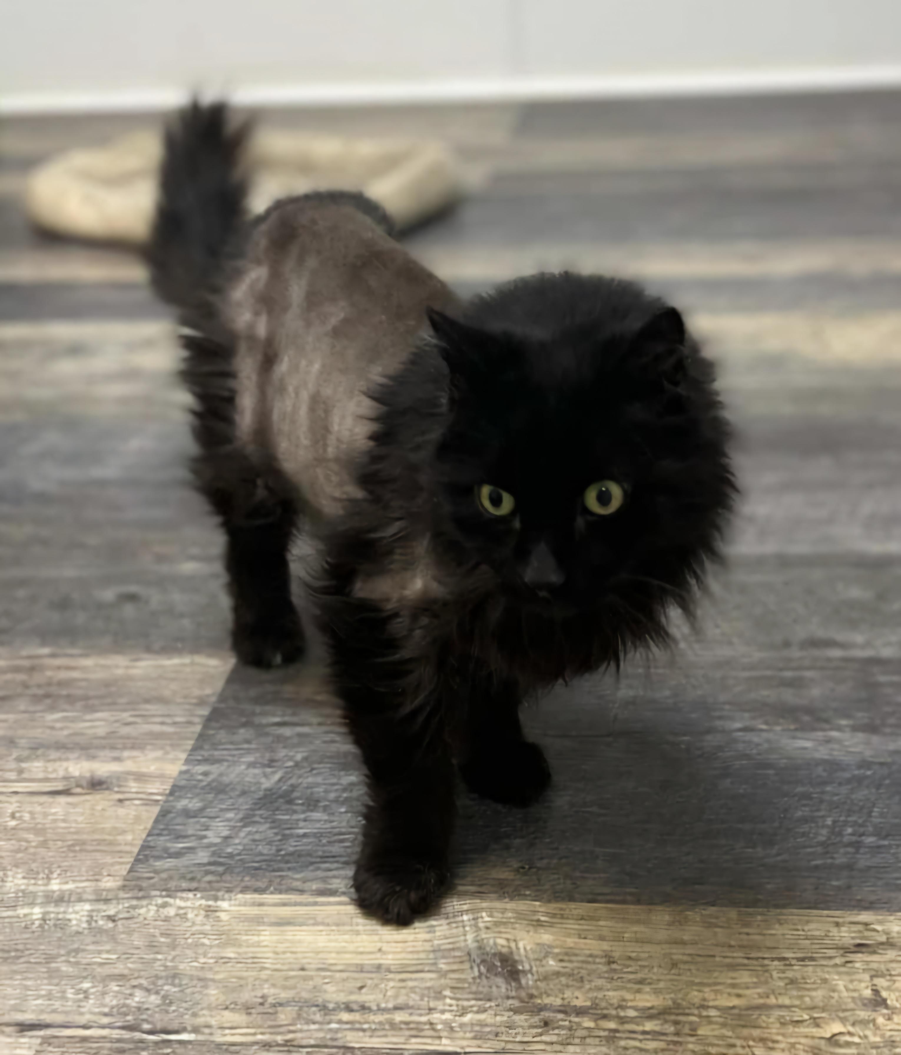 Enlarge Raven, a Adopted mixed breed in Lakeside, AZ image 1/1