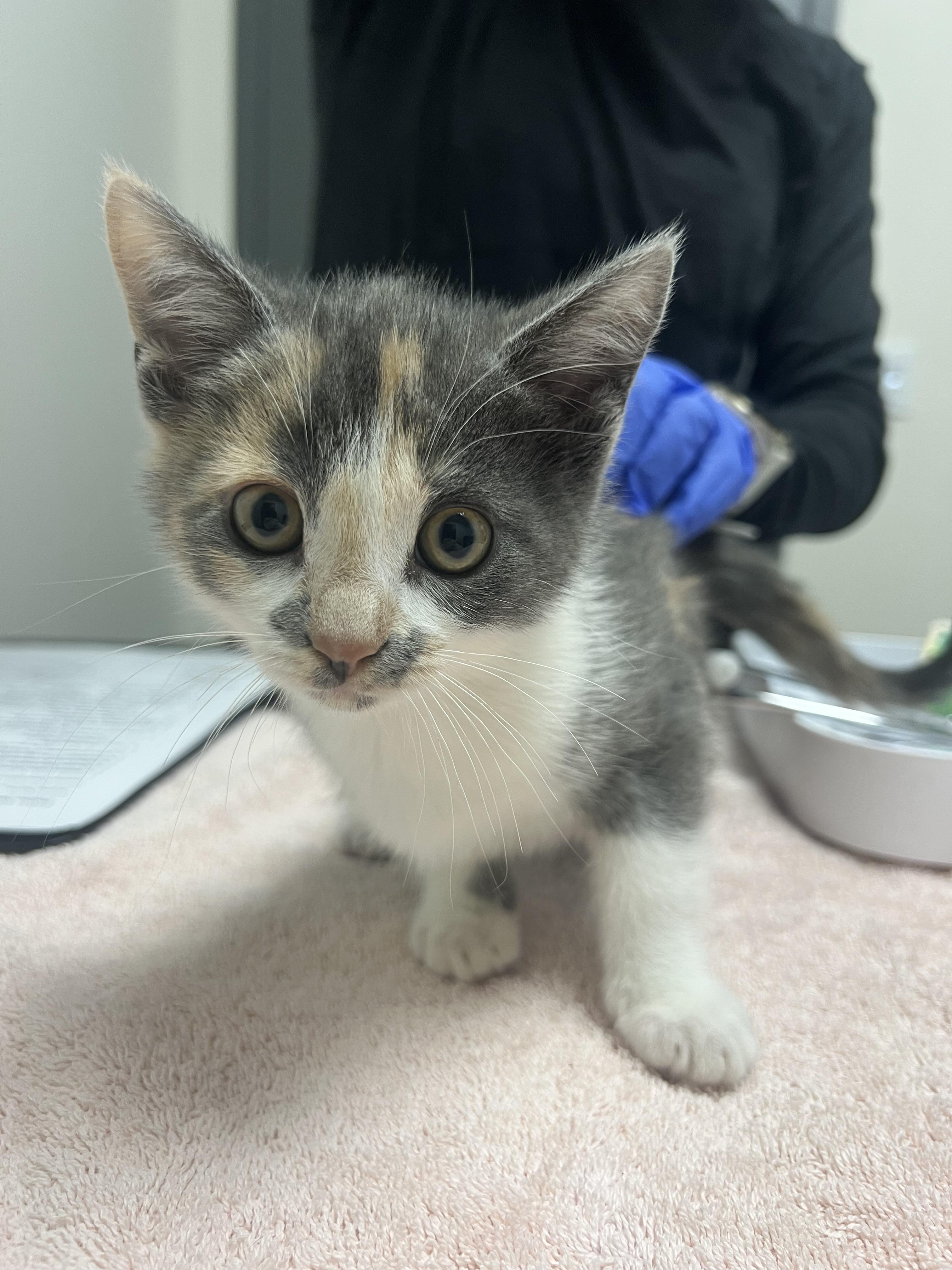Enlarge Buttercup, a Adopted mixed breed in Chico, CA image 1/1