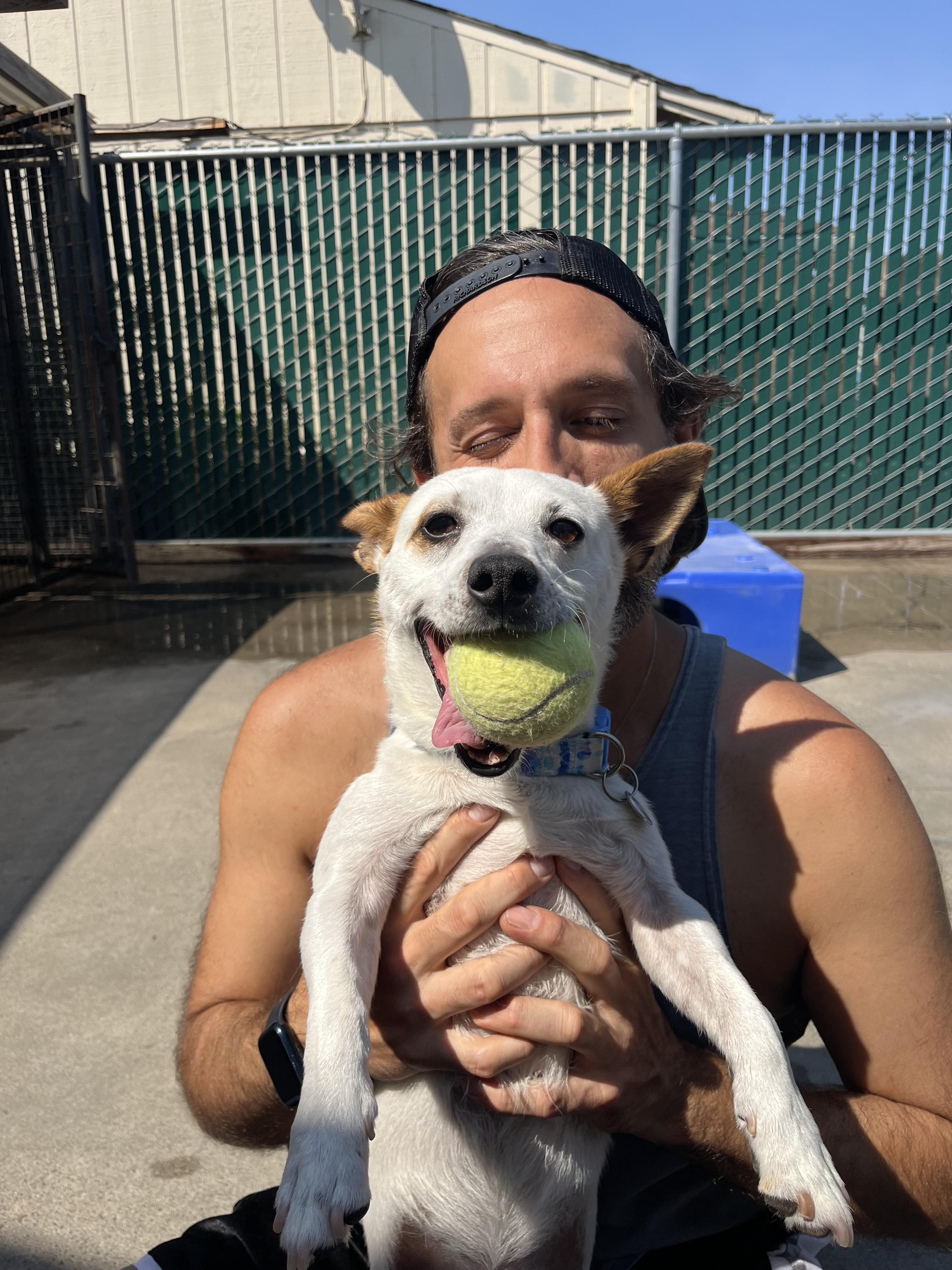 Enlarge Auggie 0125, a Adoptable mixed breed in Sonora, CA image 4/6