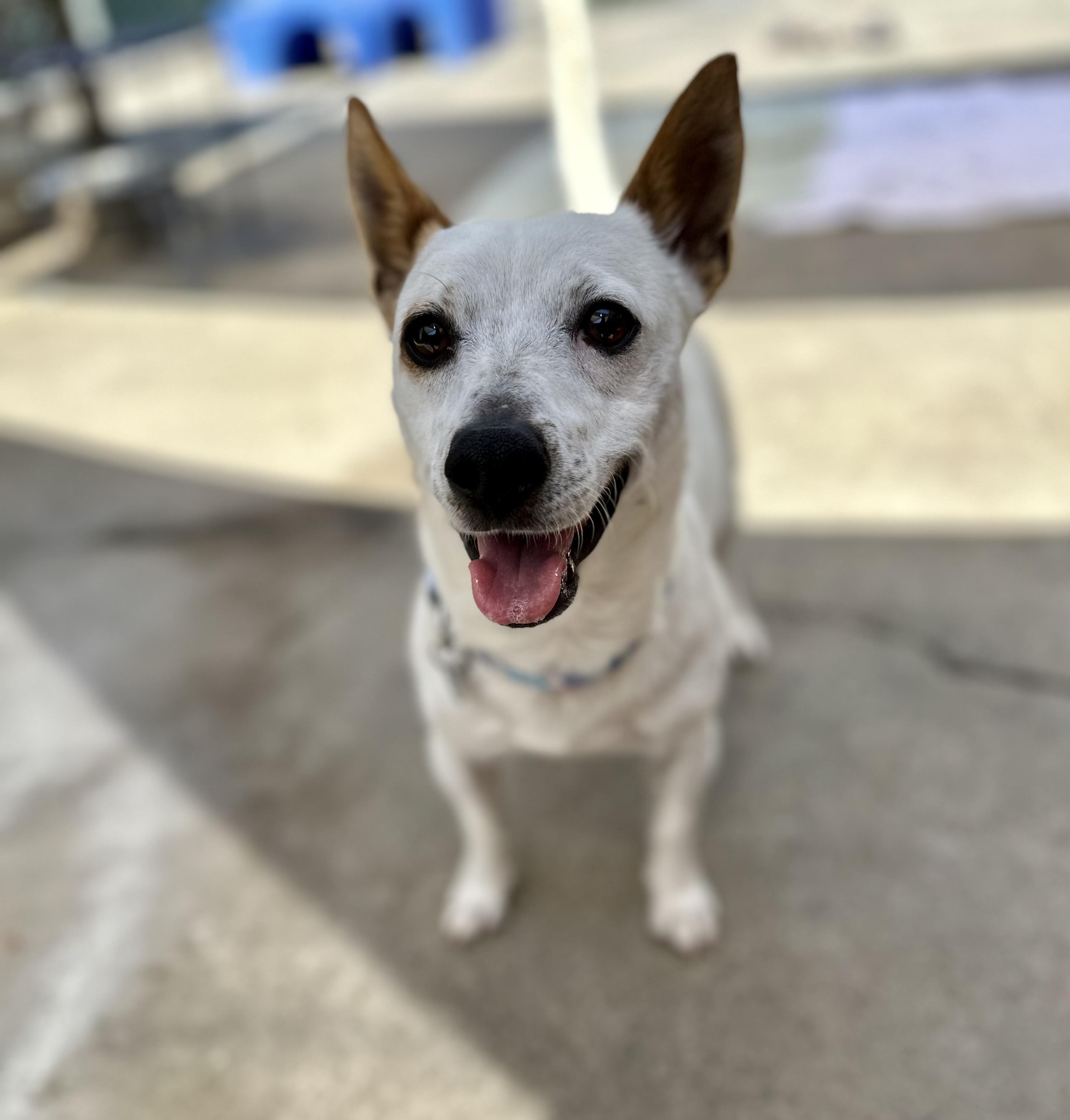 Enlarge Auggie 0125, a Adoptable mixed breed in Sonora, CA image 1/6