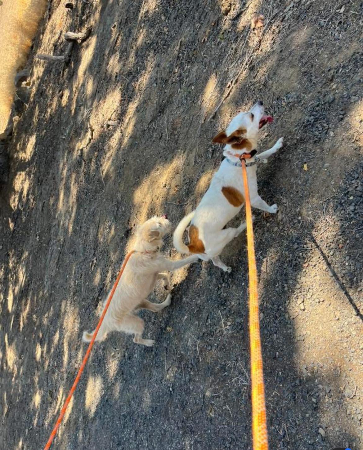 Auggie 0125 — thumbnail 3