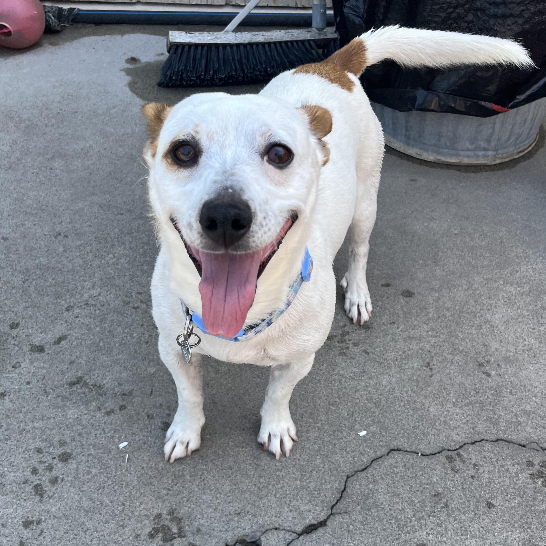Enlarge Auggie 0125, a Adoptable mixed breed in Sonora, CA image 2/6