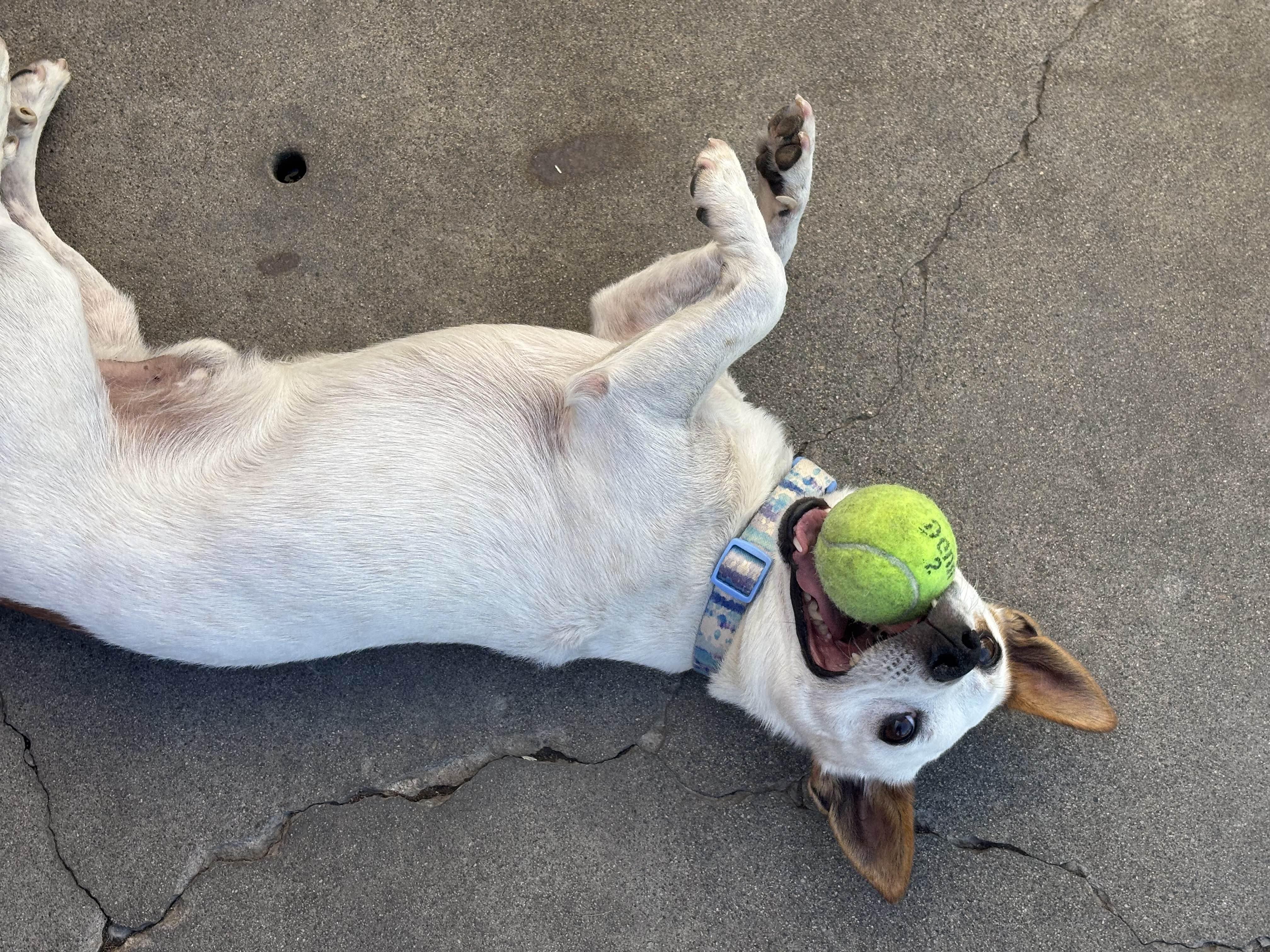 Enlarge Auggie 0125, a Adoptable mixed breed in Sonora, CA image 5/6