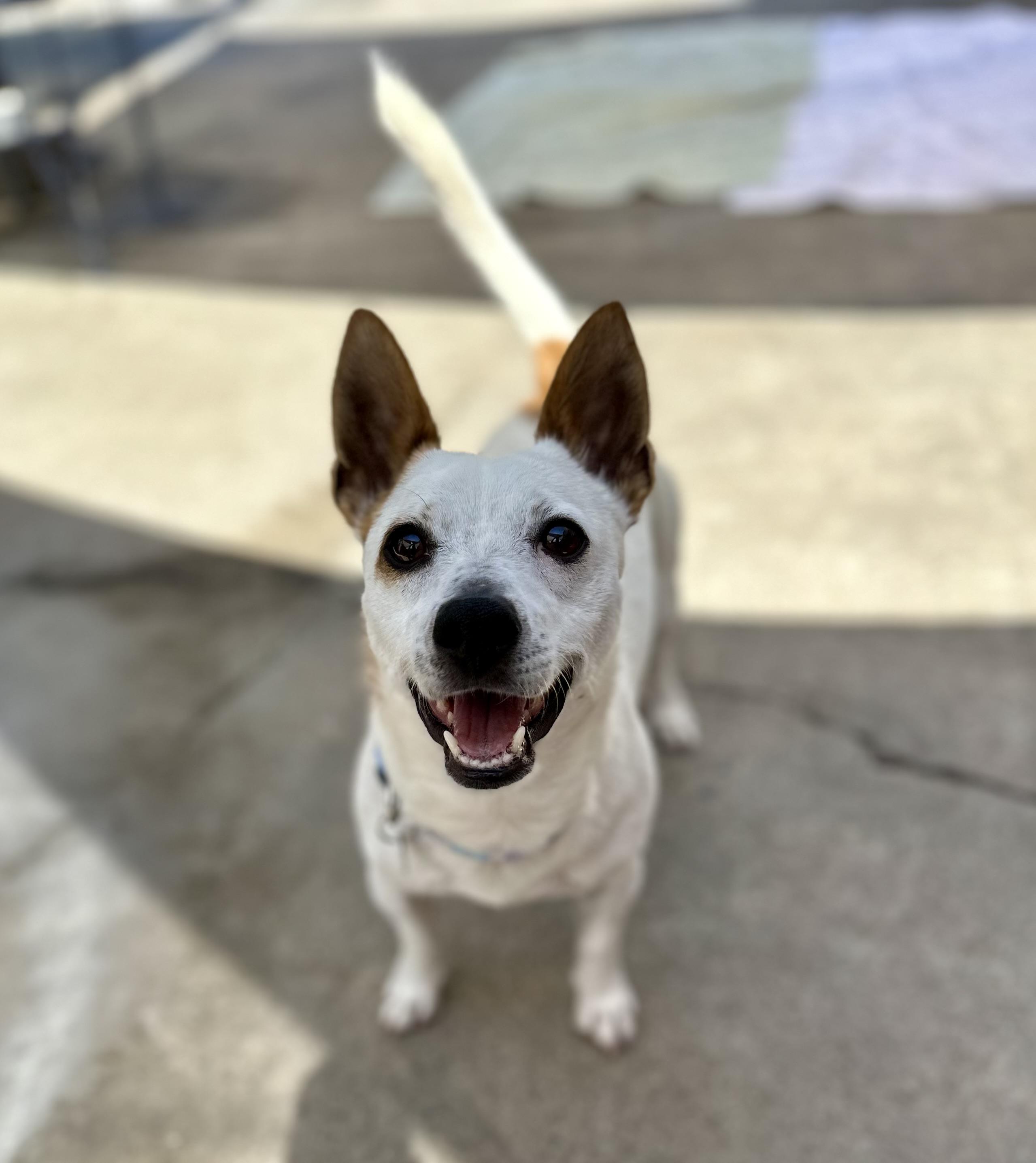 Enlarge Auggie 0125, a Adoptable mixed breed in Sonora, CA image 3/6