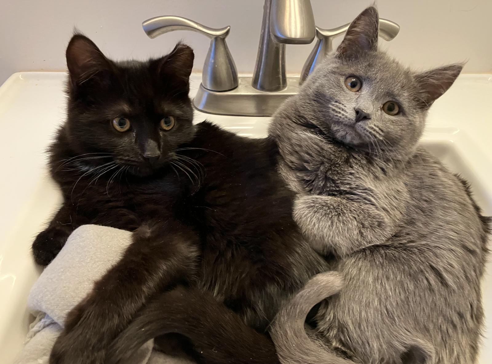 Burnside, Adoptable, Kitten Male Domestic Short Hair.