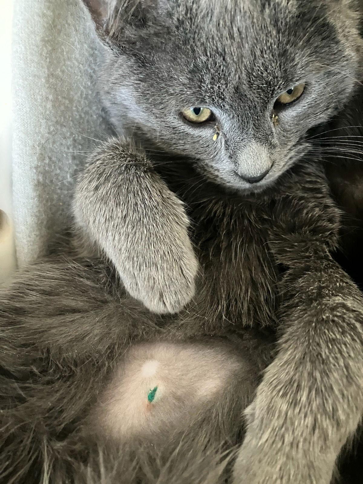 Burnside, a Adoptable Domestic Short Hair in Maggie Valley, NC image 2/3