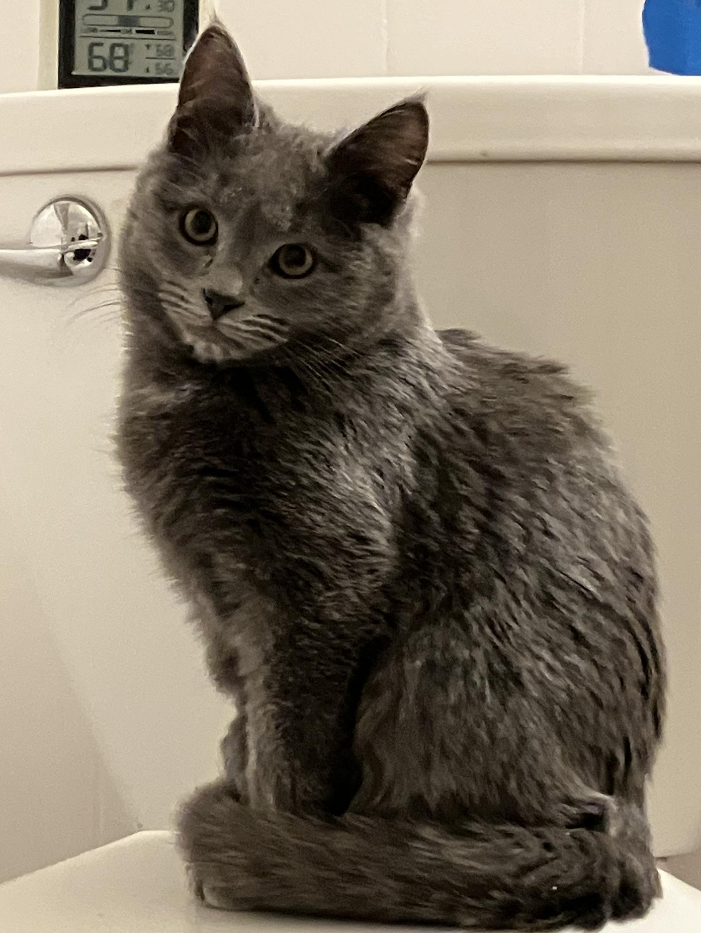 Burnside, Adoptable, Kitten Male Domestic Short Hair.