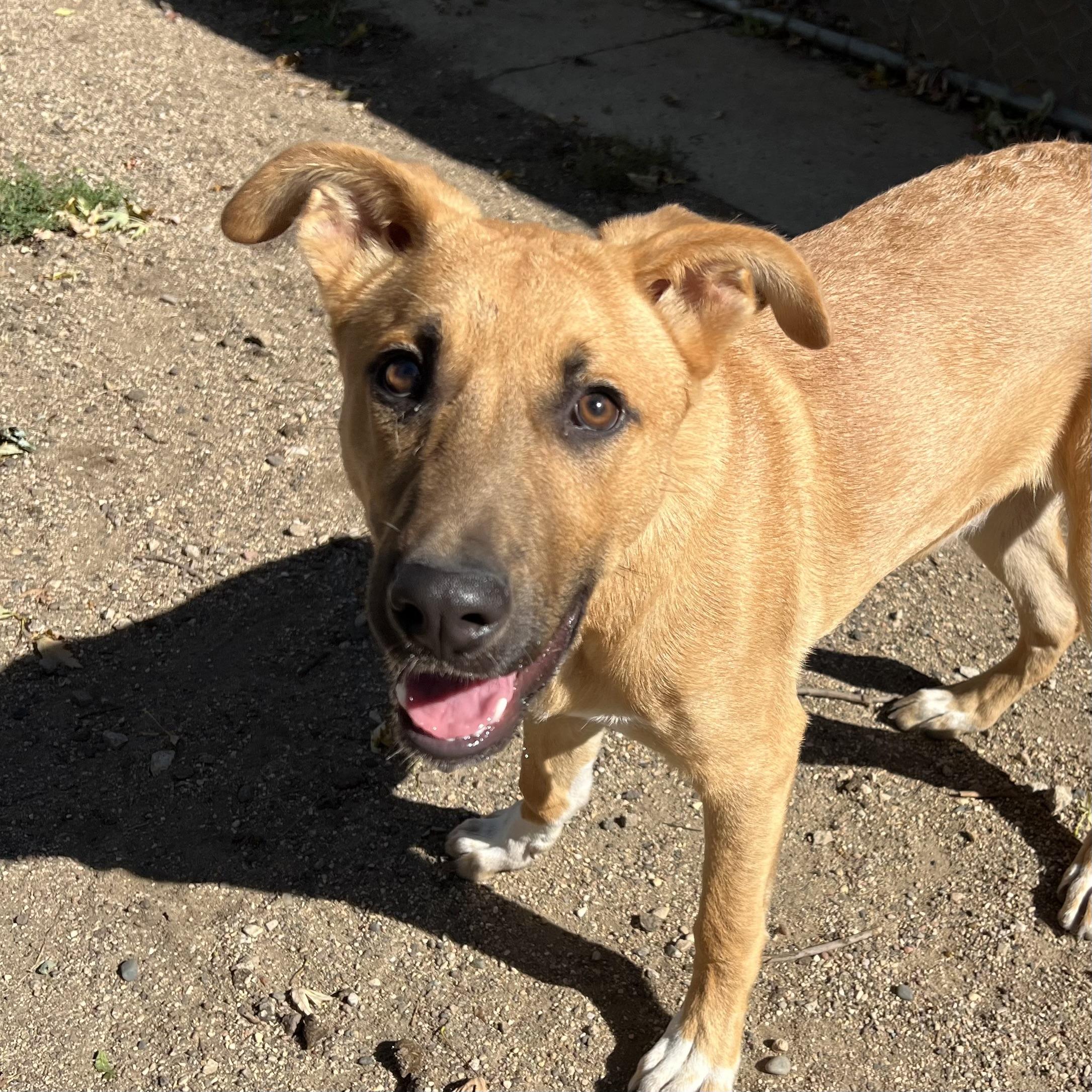 Trigger **NO FEE** (Sponsored by Hawkins Chevrolet)