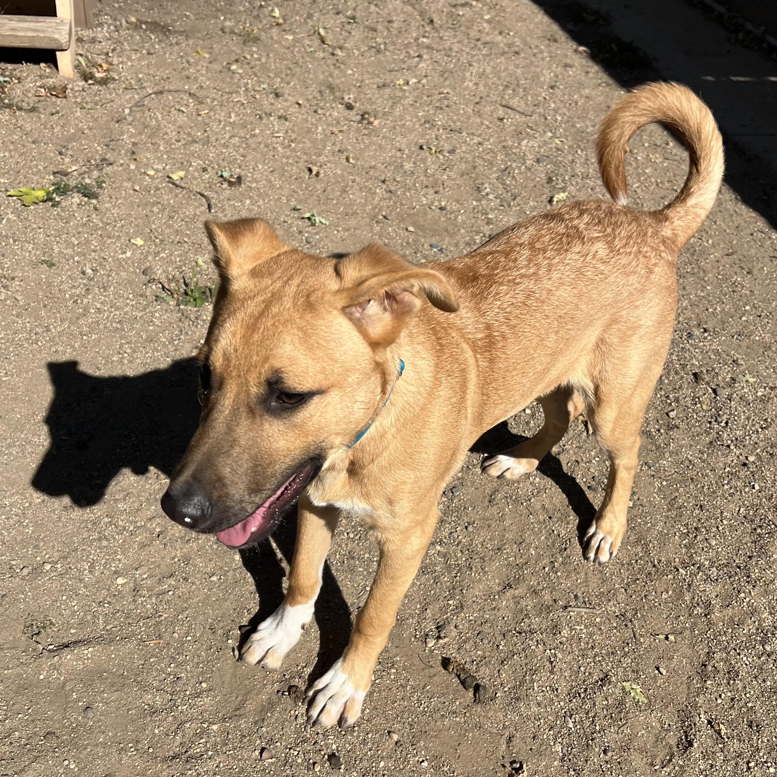 Trigger **NO FEE** (Sponsored by Hawkins Chevrolet)