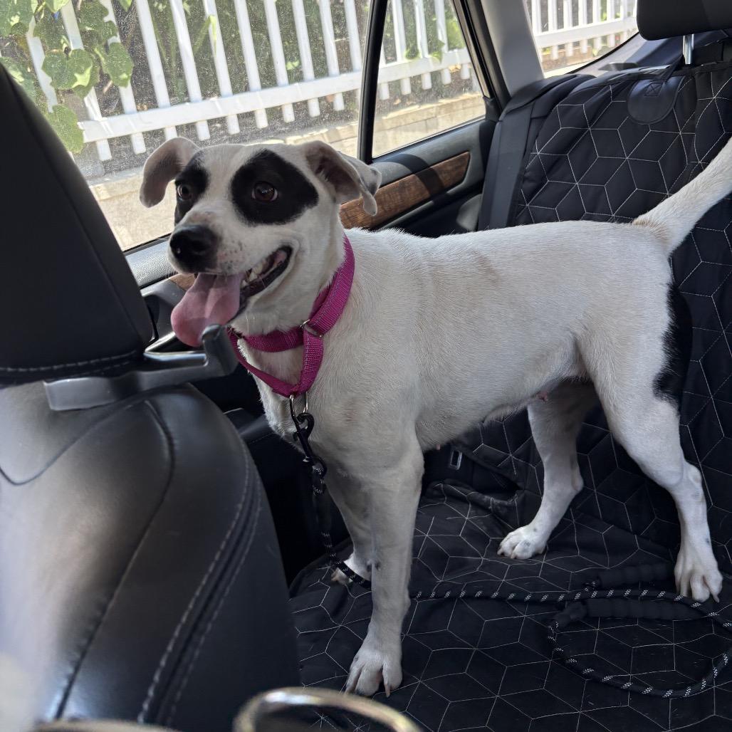 Enlarge Dottie, a Adoptable mixed breed in San Diego, CA image 1/6