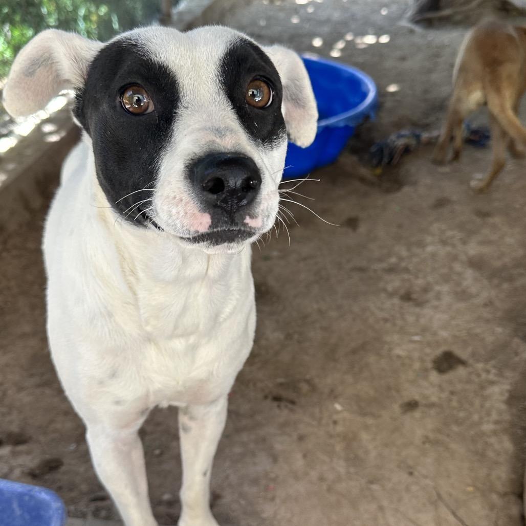 Enlarge Dottie, a Adoptable mixed breed in San Diego, CA image 2/6