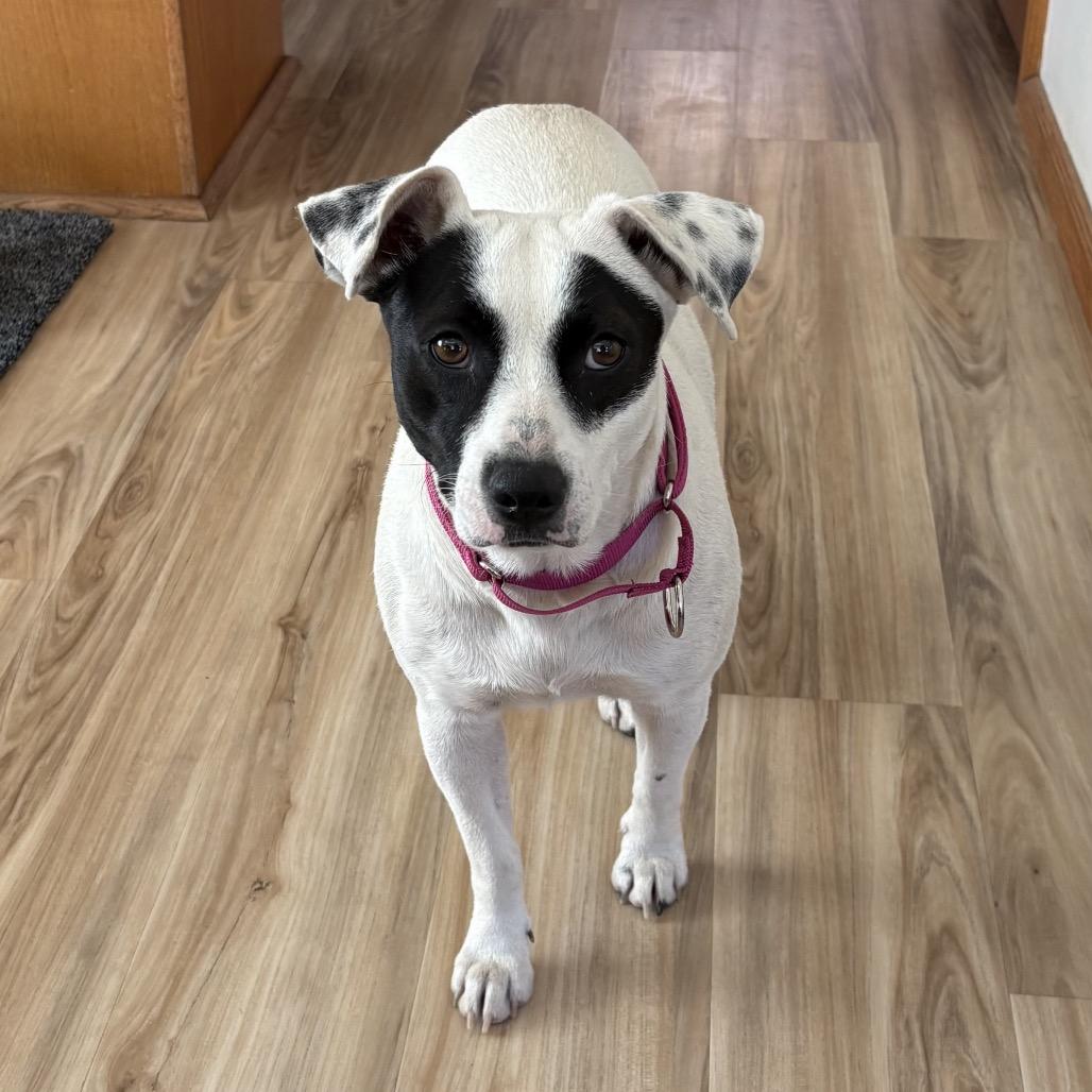 Enlarge Dottie, a Adoptable mixed breed in San Diego, CA image 4/6