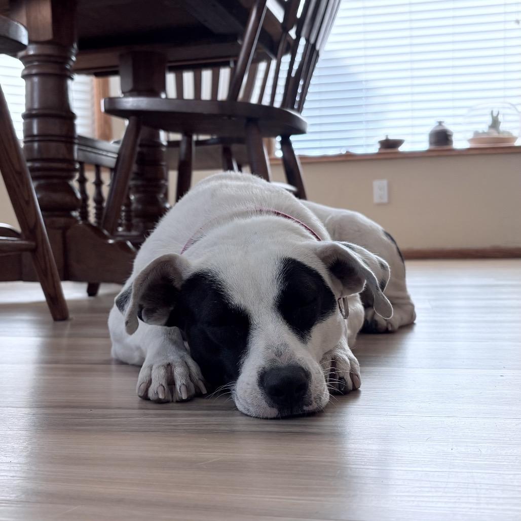 Enlarge Dottie, a Adoptable mixed breed in San Diego, CA image 5/6