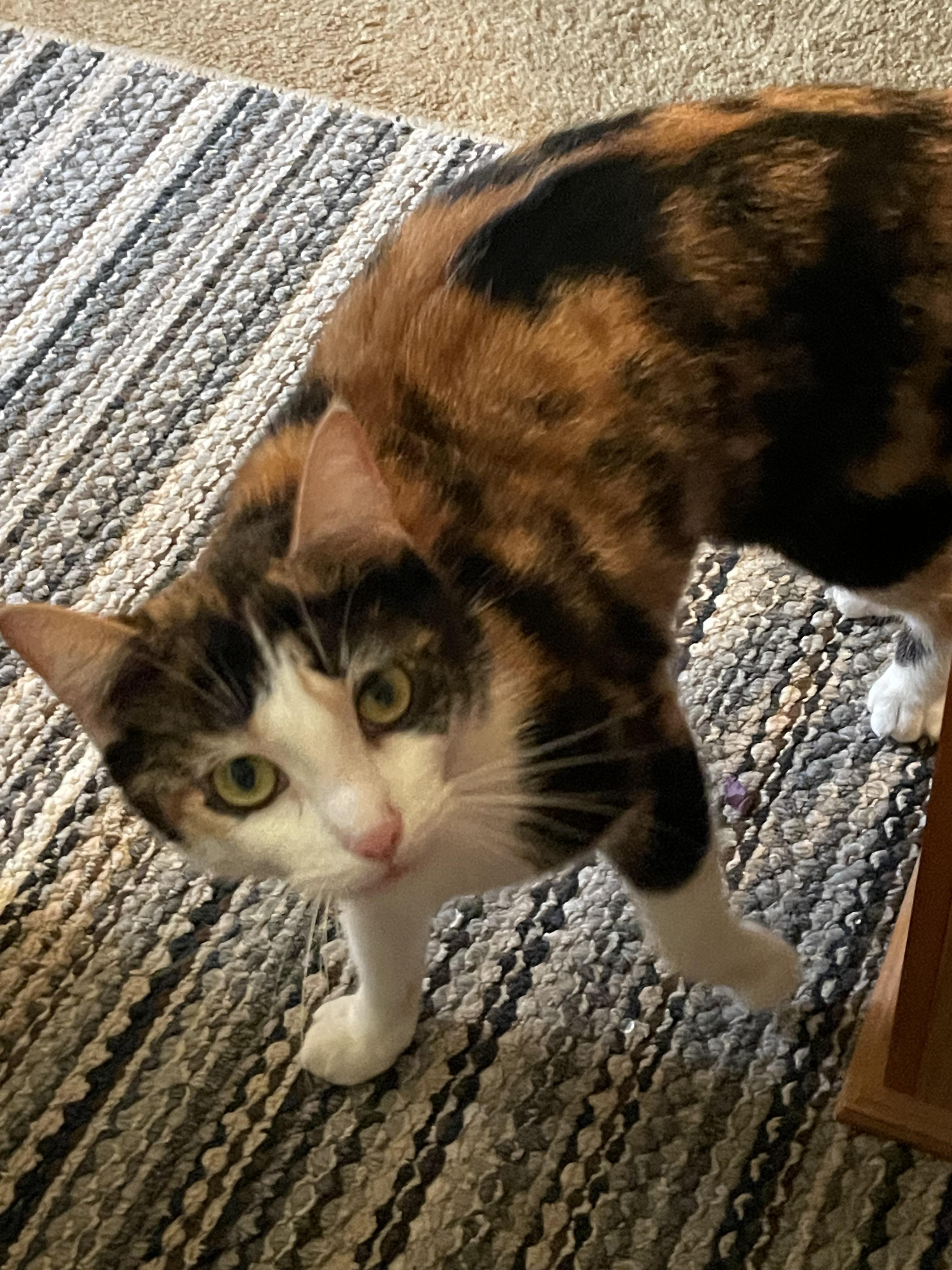 Enlarge Callie (and Otis), a Adoptable Calico in Morgantown, WV image 4/6