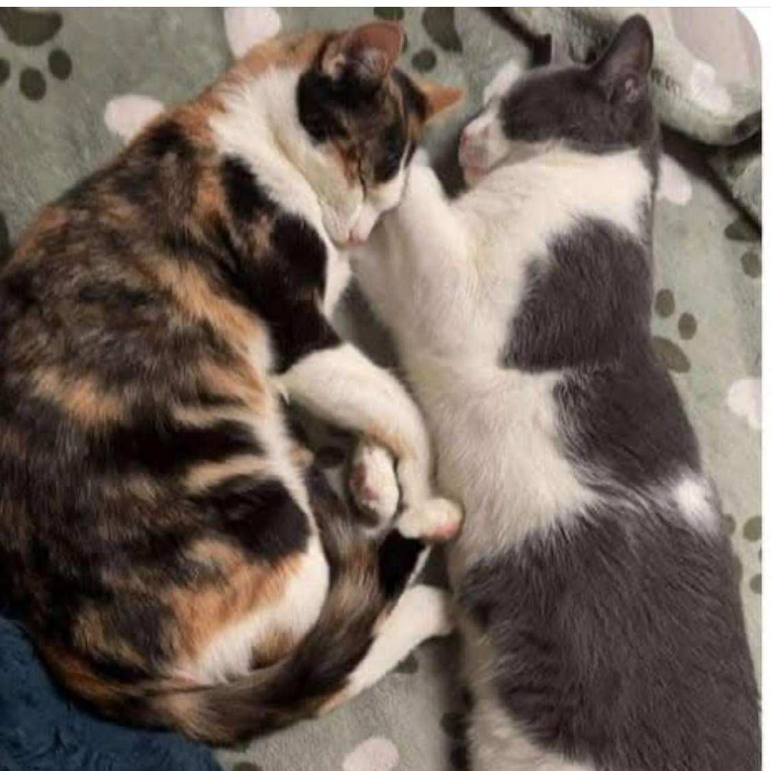 Enlarge Callie (and Otis), a Adoptable Calico in Morgantown, WV image 3/6