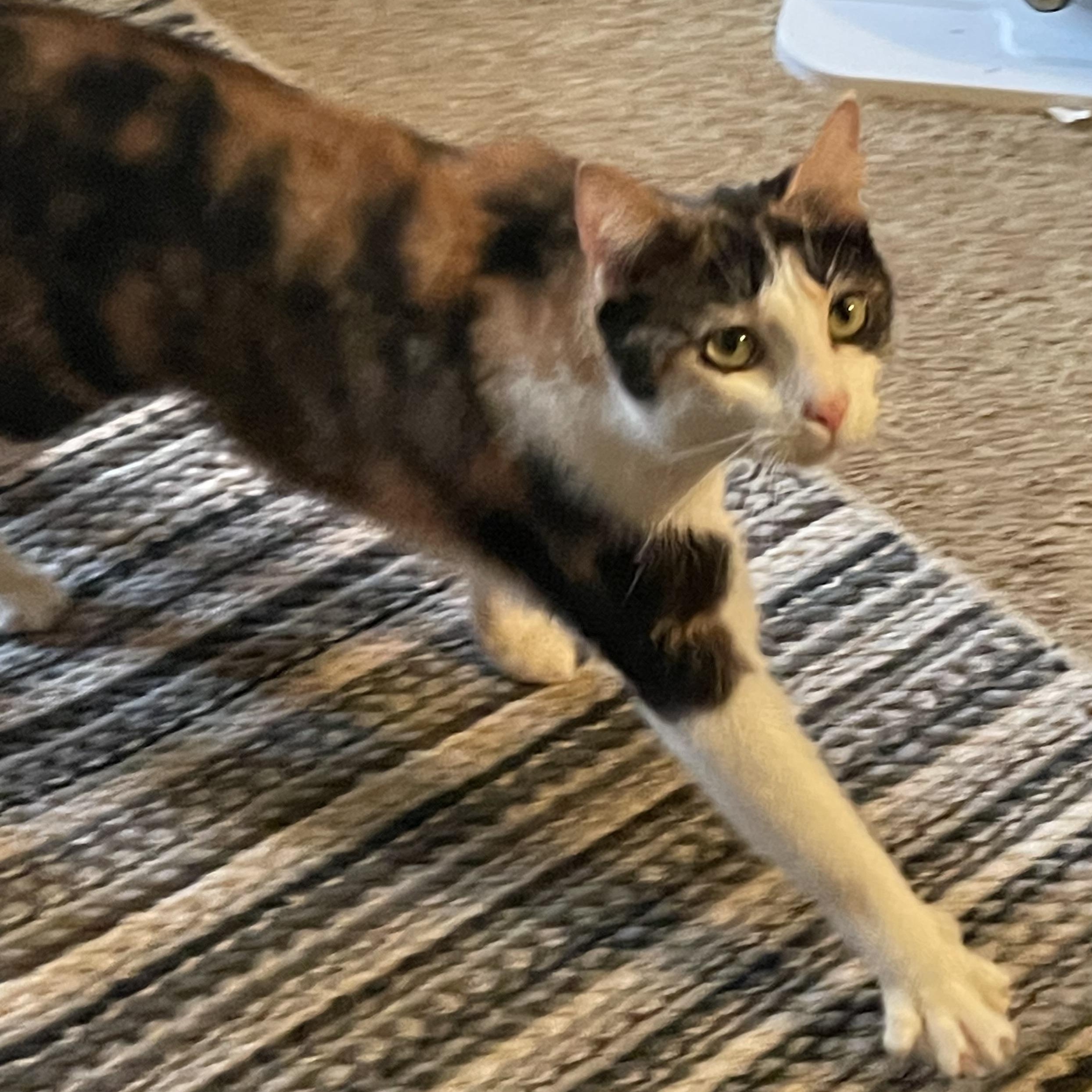 Enlarge Callie (and Otis), a Adoptable Calico in Morgantown, WV image 1/6