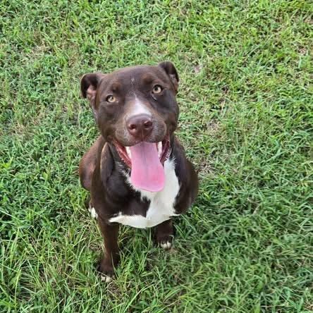 Nova, a Adoptable mixed breed in Brewton, AL image 4/5