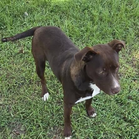 Nova, a Adoptable mixed breed in Brewton, AL image 3/5