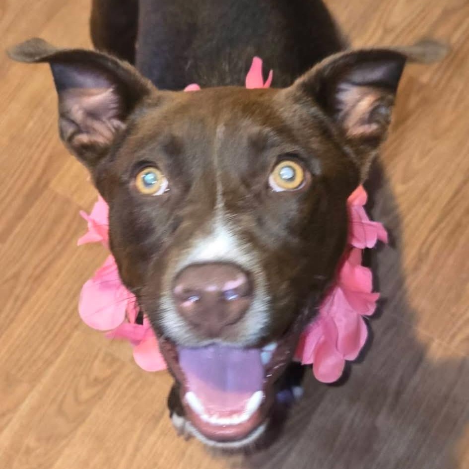 Nova, a Adoptable mixed breed in Brewton, AL image 1/5