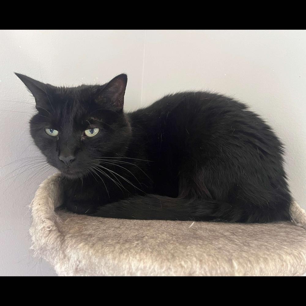 Charlie, a Adoptable Domestic Short Hair in Raleigh, NC image 1/6