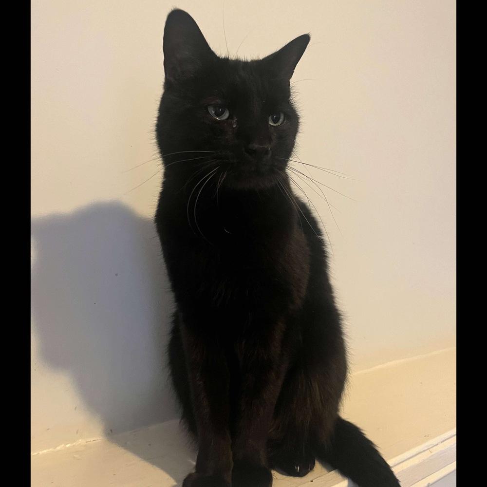 Charlie, a Adoptable Domestic Short Hair in Raleigh, NC image 2/6